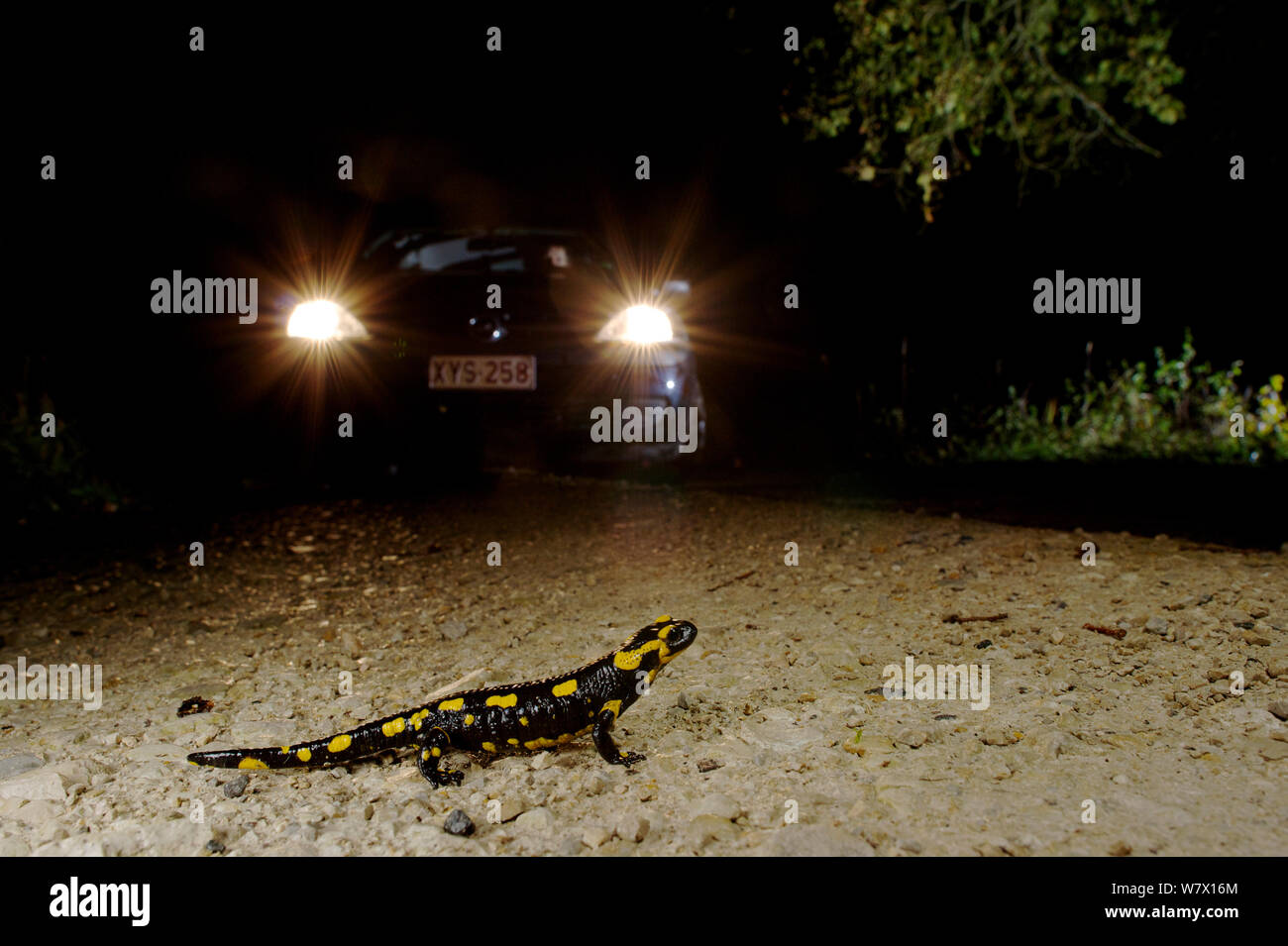 Fire Salamander (Salamandra salamandra) crossing the road with car approaching. France. November 2012 Stock Photo
