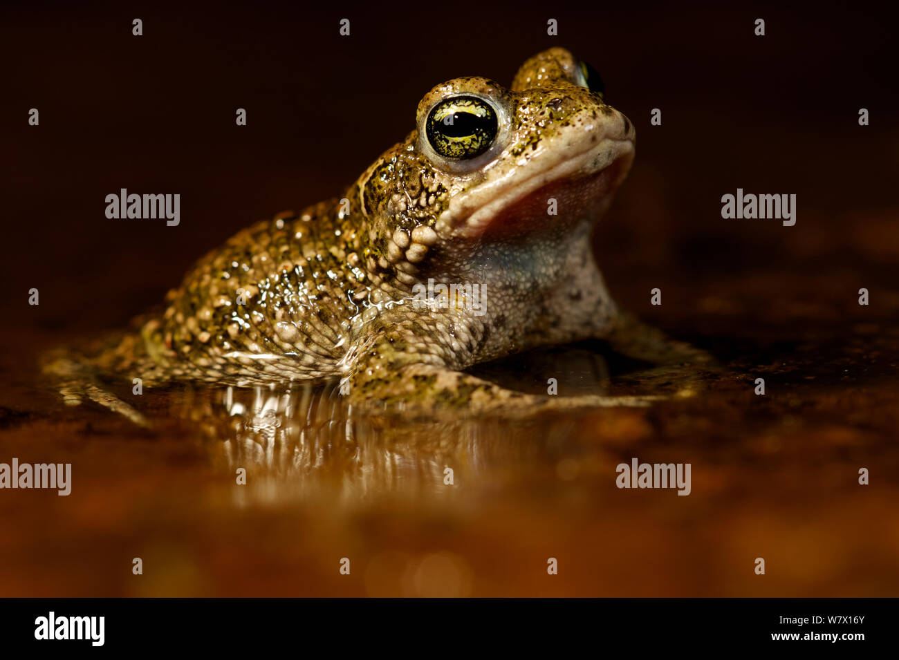 Natterjack toad (Epidalea / Bufo calamita) in shallow water with reflection. Belgium, April. Stock Photo