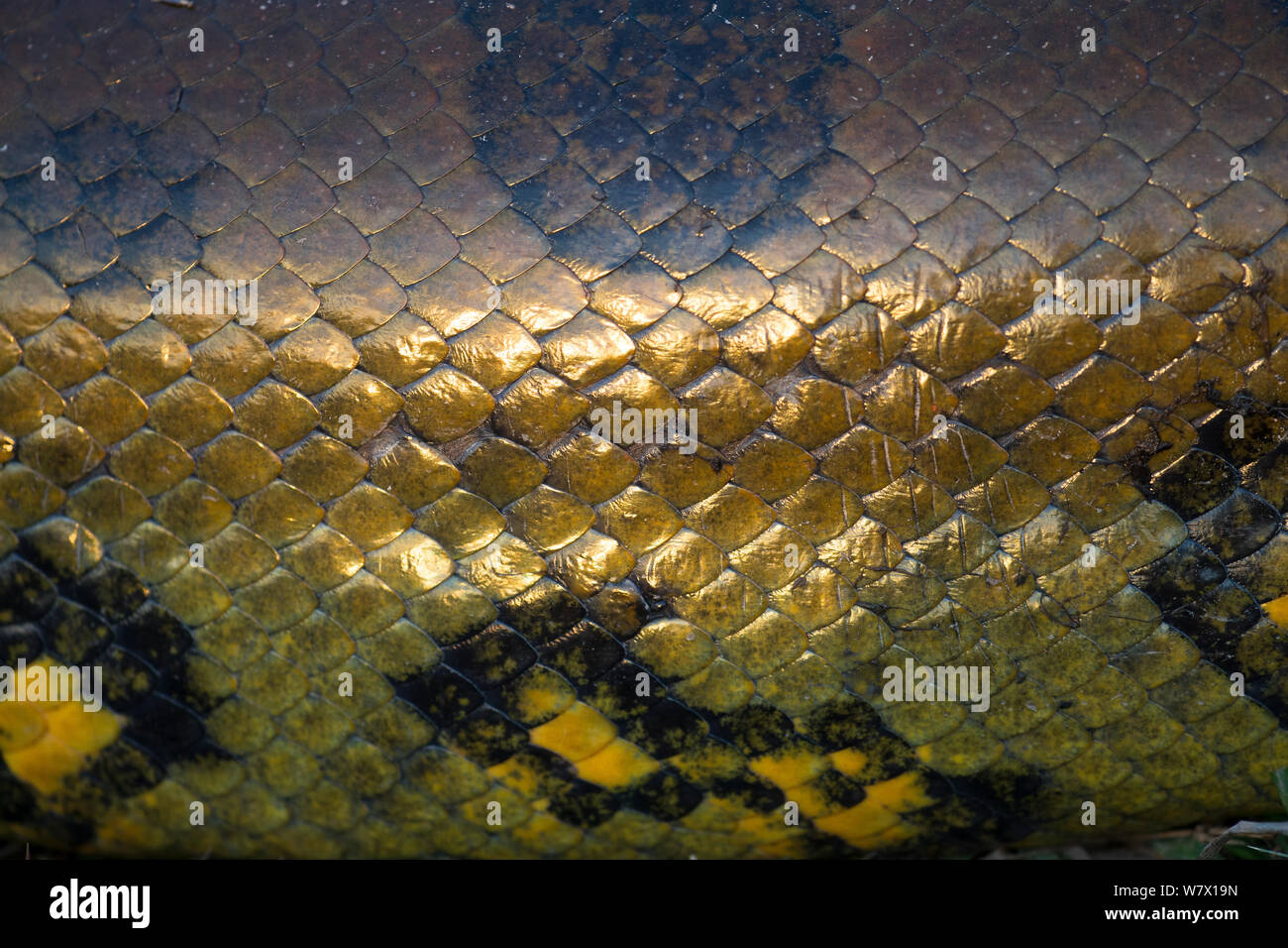 Giant Anaconda (Eunectes murinus) close up of scales, Hato El Cedral