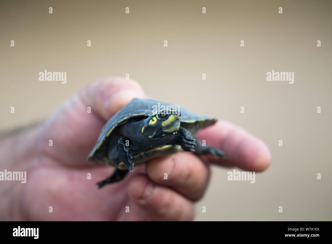 Giant South American turtle (Podocnemis expansa) baby held in human hand. Adults are the largest river turtle in South America. Captive babies in a Breeding and Re-introduction Center , at Hato El Cedral. Llanos. Venezuela. Stock Photo