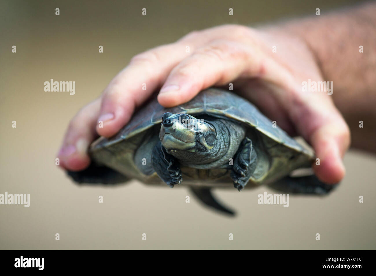 Giant South American turtle (Podocnemis expansa) baby held in human hand. Captive  in a Breeding and Re-introduction Center , at Hato El Cedral. Llanos. Venezuela. Stock Photo