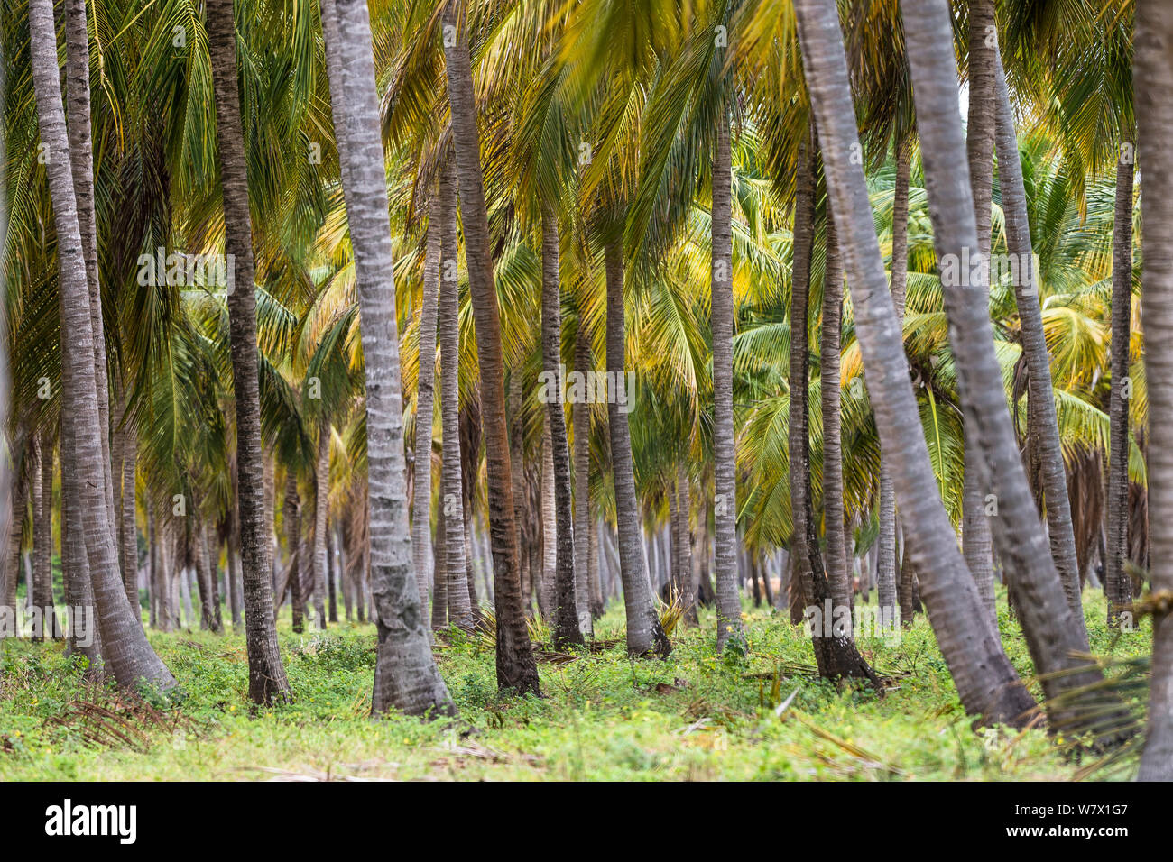 Coconut plantation (Cocos nucifera) on Caribbean Coast. Venezuela, February 2014. Stock Photo