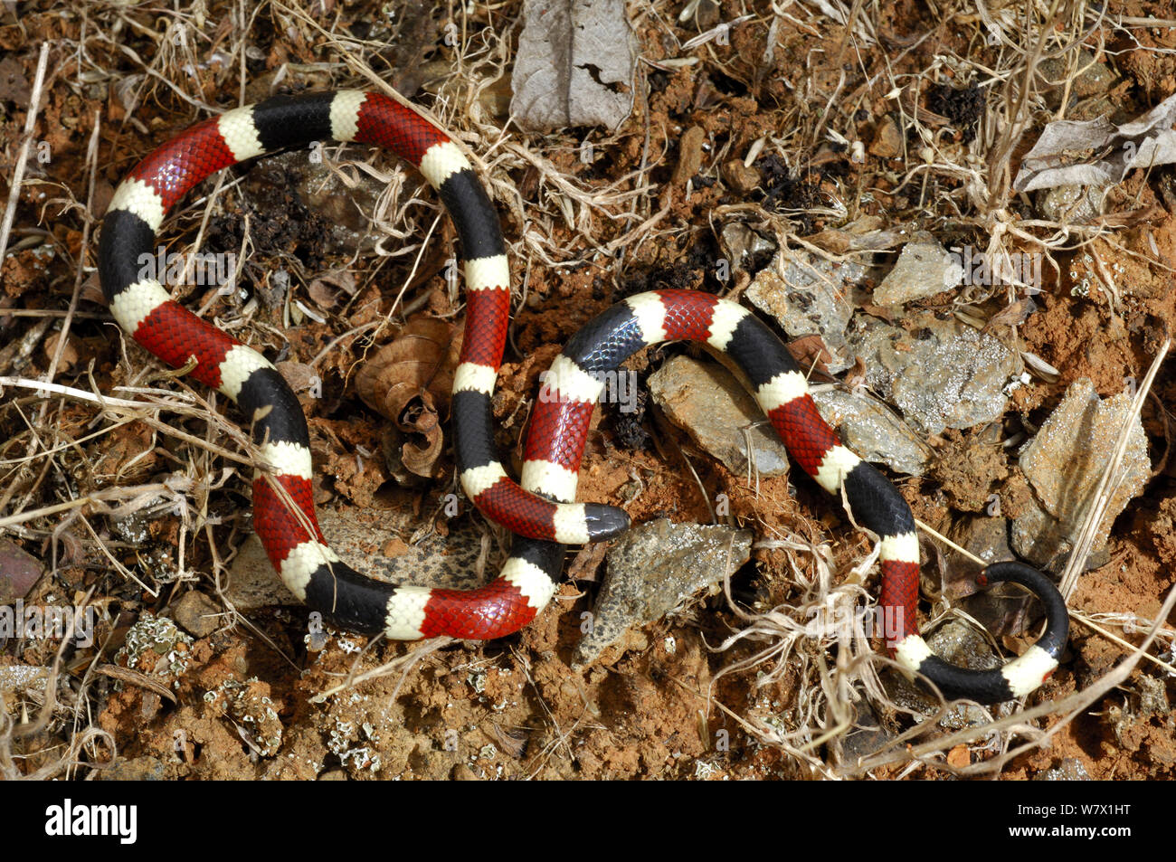 Arizona coral snake (Micruroides euryxanthus) Santa Catalina mountains, Arizona, USA. Stock Photo