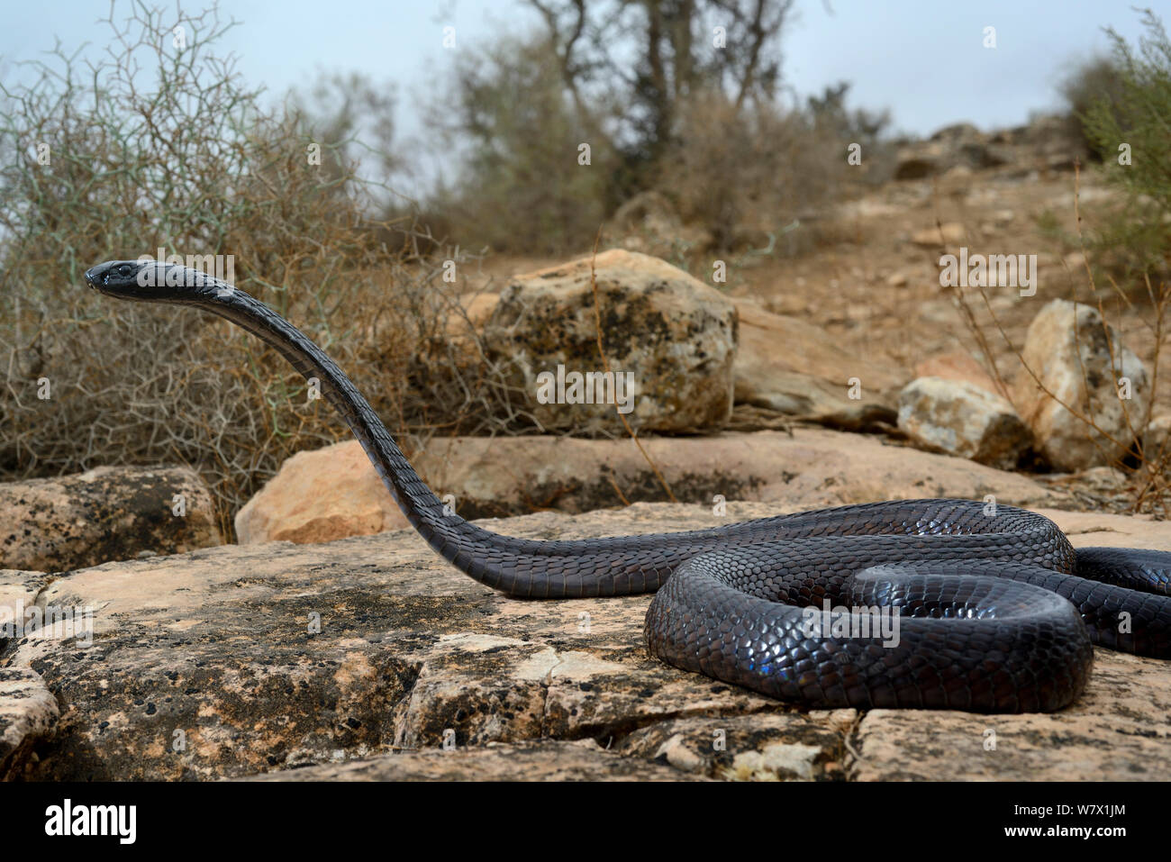 Egyptian cobra (Naja haje) with head raised up and hood expanded, near Taroudant, Morocco. Stock Photo