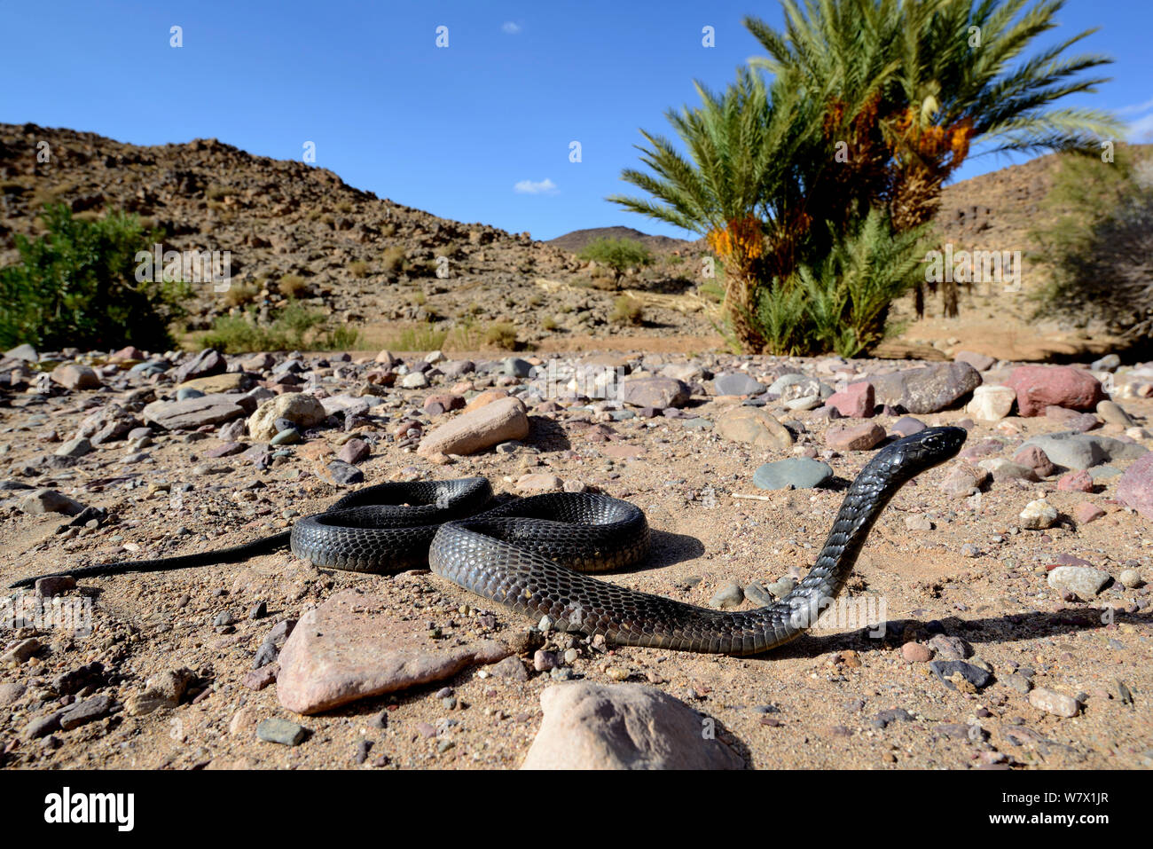 Egyptian cobra naja haje hires stock photography and images Alamy