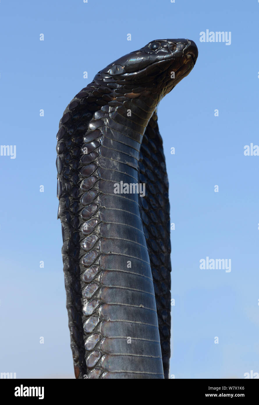 Egyptian cobra naja haje hires stock photography and images Alamy