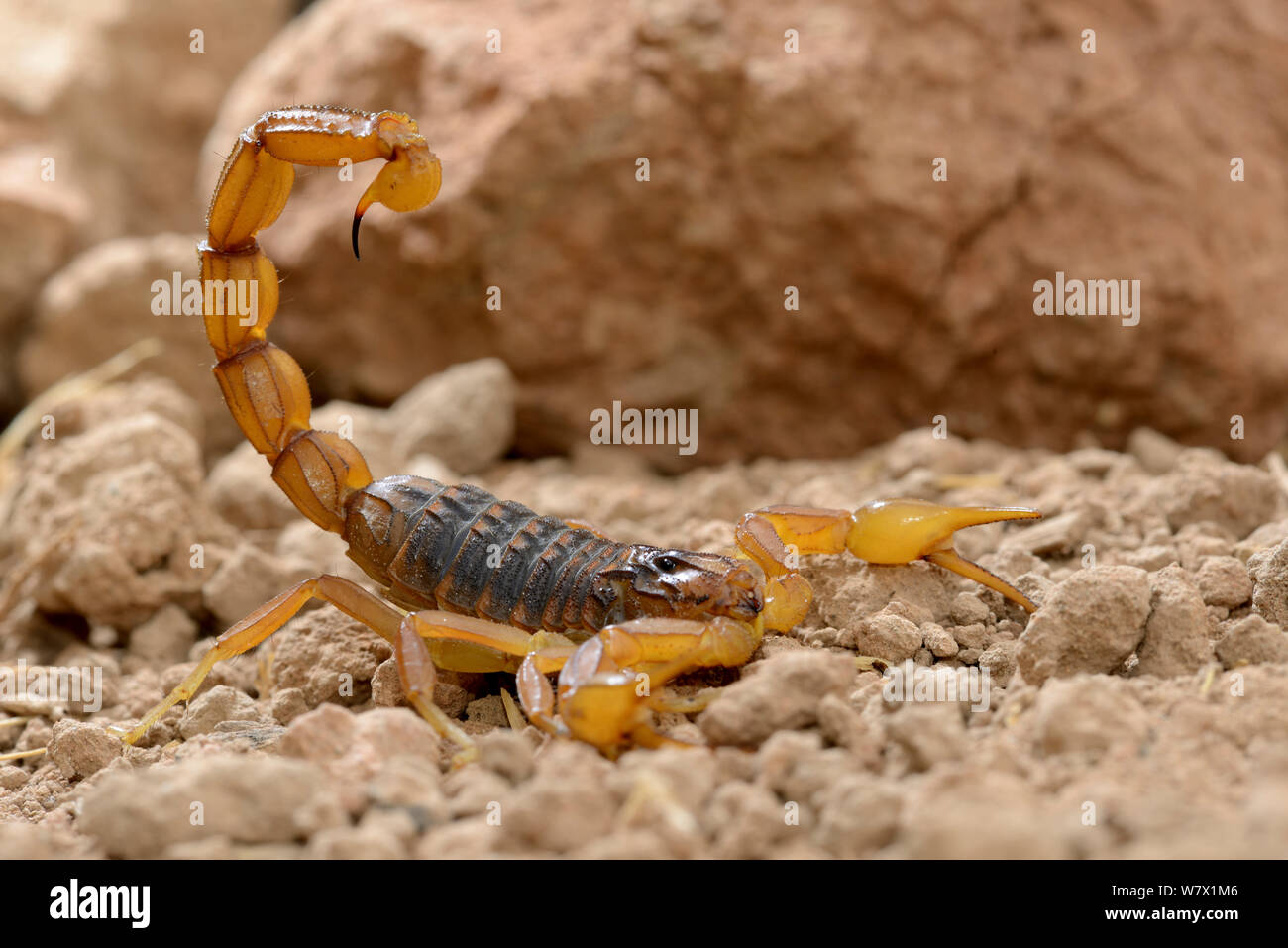 Scorpion (Buthus mardochei) Morocco, Endemic. Stock Photo