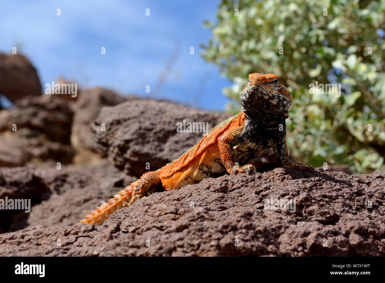Spiny-tailed lizard (Uromastyx nigriventris) in habitat, near Ouarzazate, Morocco. Stock Photo