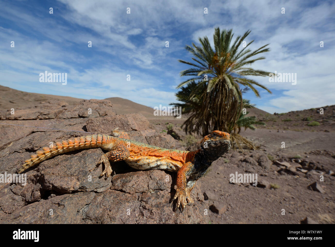 Spiny-tailed lizard (Uromastyx nigriventris) in habitat, near Ouarzazate, Morocco. Stock Photo
