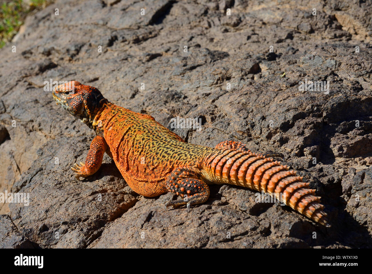Spiny-tailed lizard (Uromastyx nigriventris) on rocks, near Ouarzazate, Morocco. Stock Photo