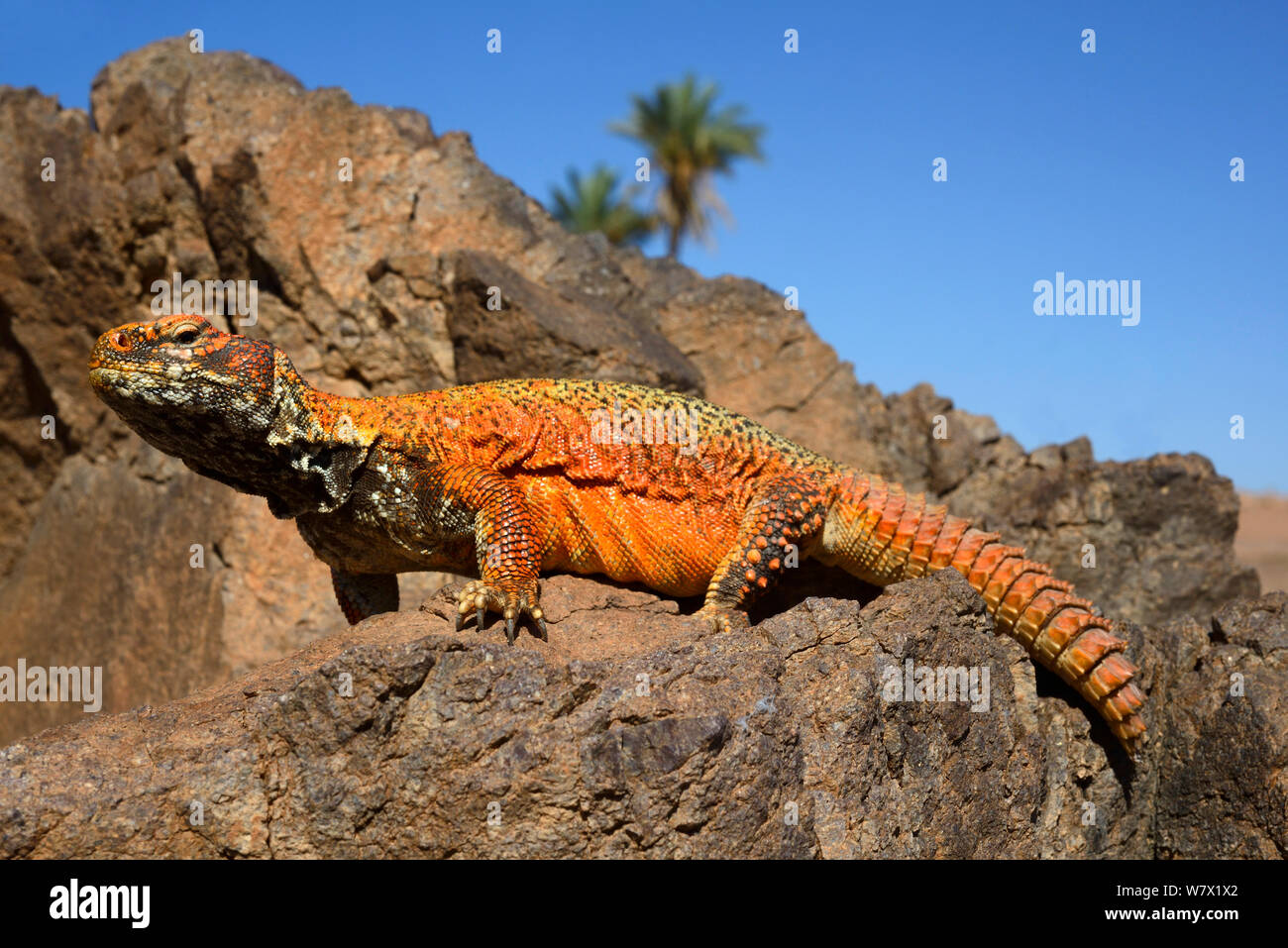 Spiny-tailed lizard (Uromastyx nigriventris) on rocks, near Ouarzazate ...