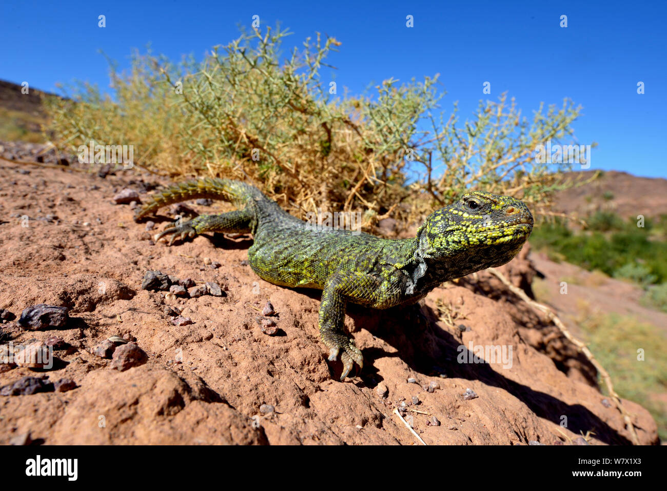 Spiny-tailed lizard (Uromastyx nigriventris) on rocks, near Ouarzazate, Morocco. Stock Photo