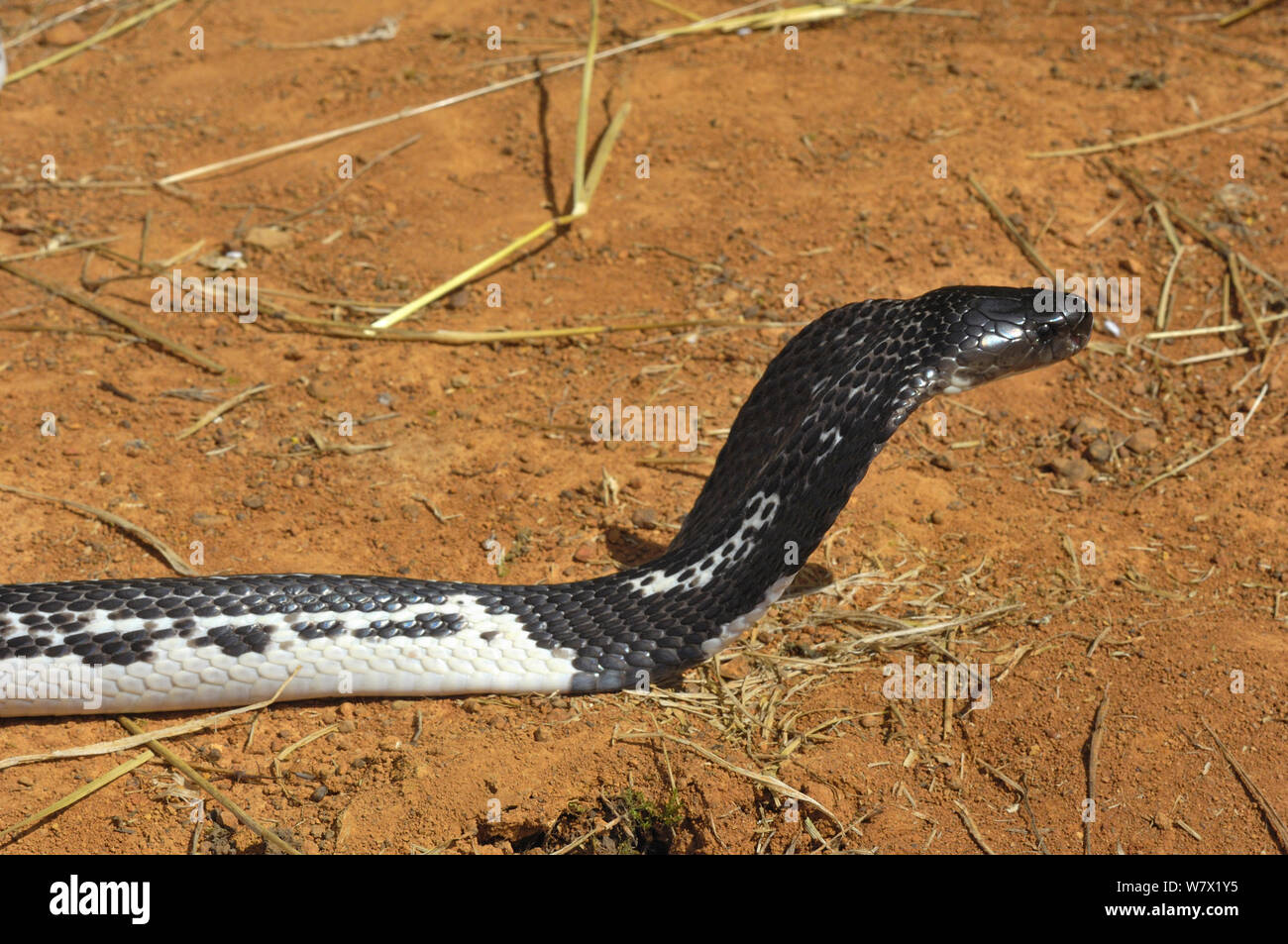 Spit poison hi-res stock photography and images - Alamy