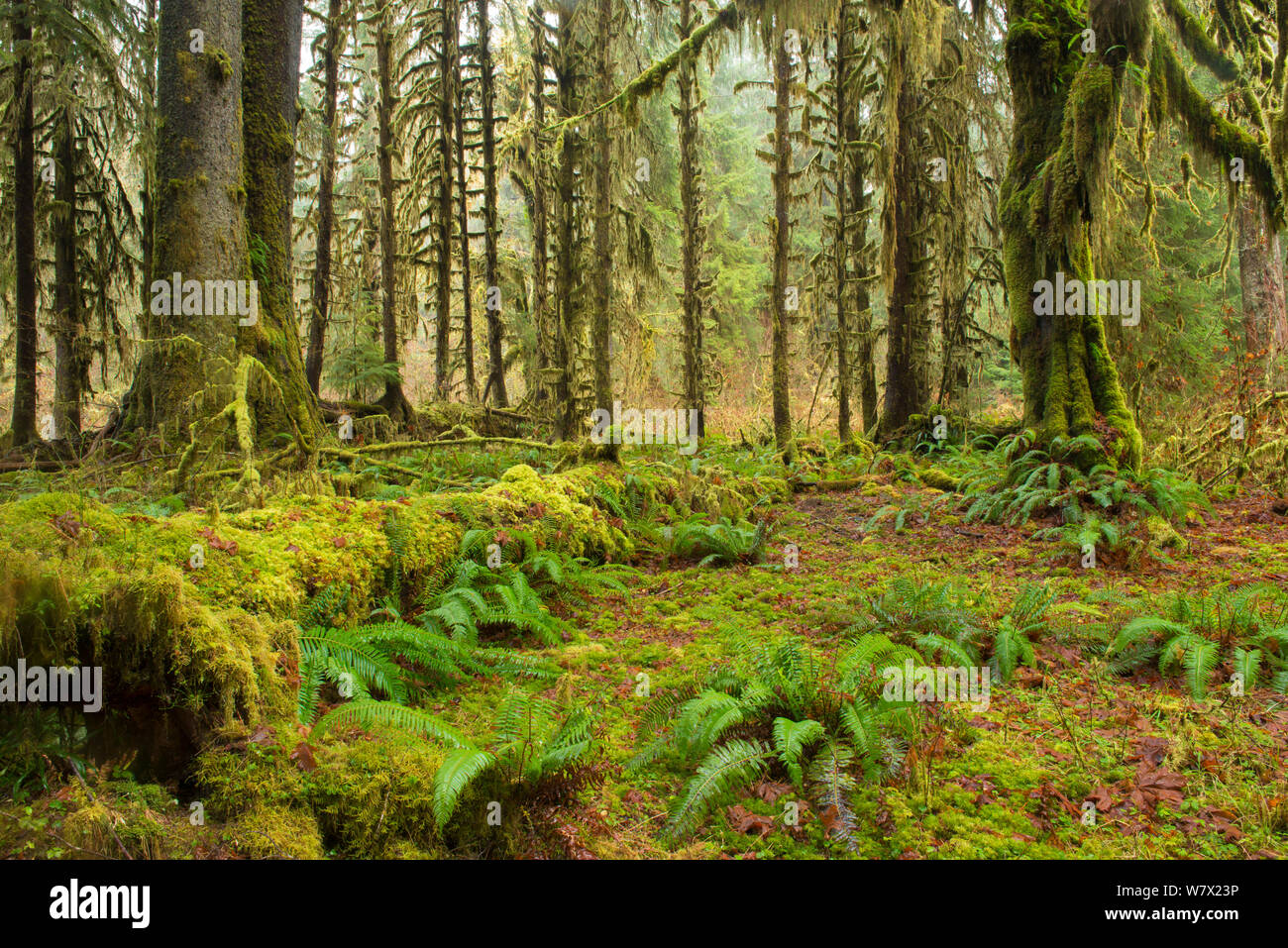 Moss covered trees in ancient temperate rainforest, in Olypmic National Park,   Washington State, USA, January 2014. Stock Photo