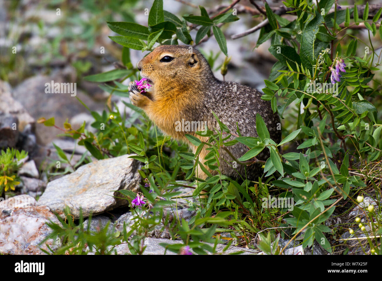 Arctic ground squirrel (Spermophilus parryii) feeding on flower, Savage River, Denali National