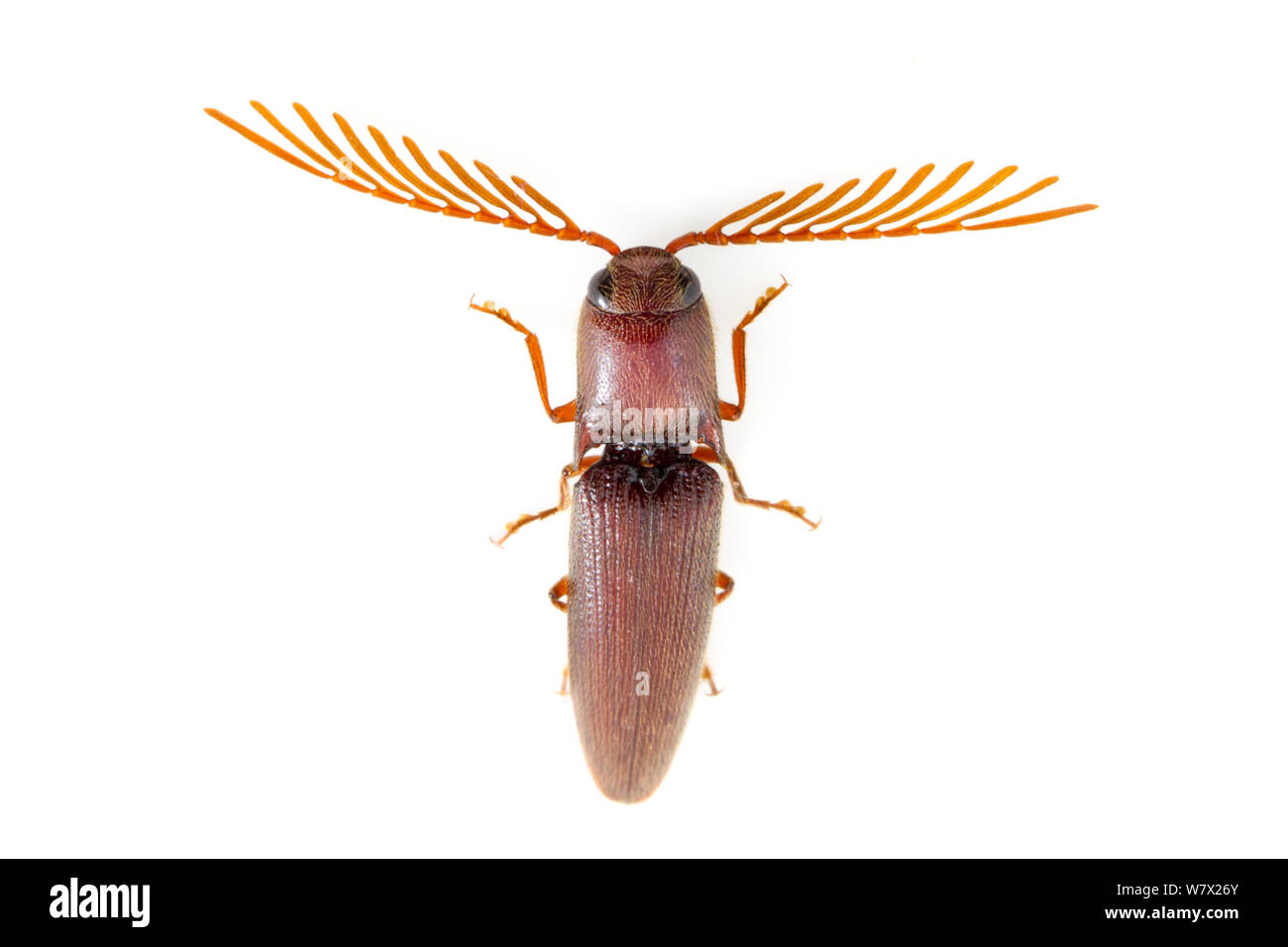 Click Beetle (Dicrepidius palmatus) Wild Basin Wilderness Preserve, Austin, Travis County, Texas, USA. Stock Photo
