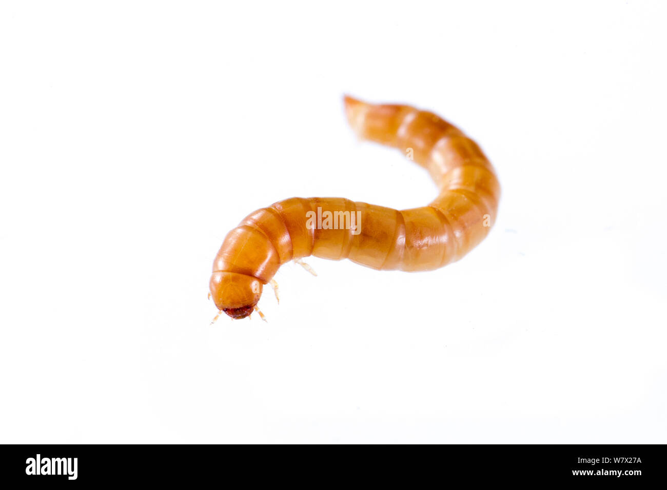 Darkling Beetle (Tenebrio molitor) late instar larva, captive, Austin