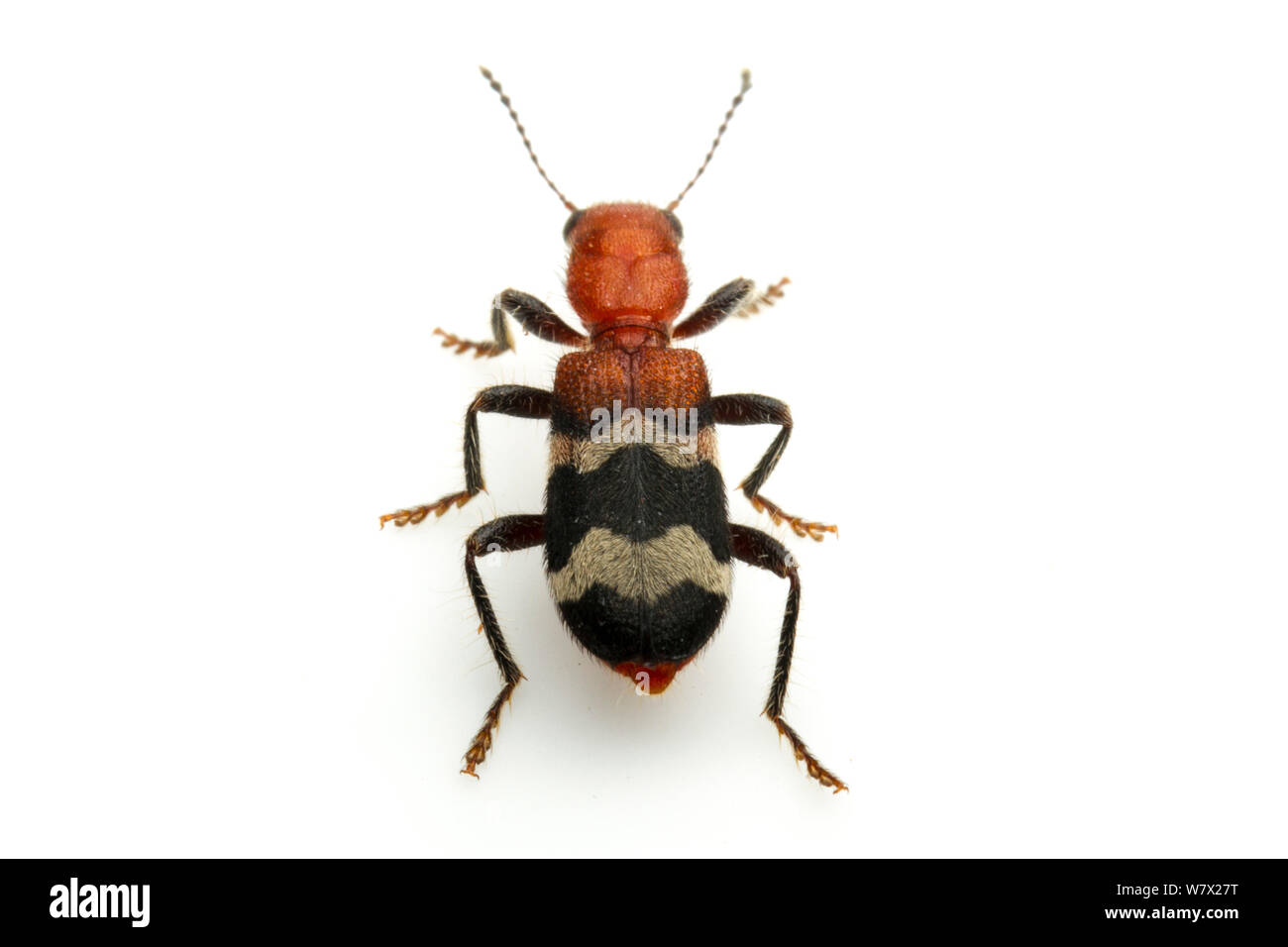 Dubious Checkered Beetle (Thanasimus dubius) Stengl &#39;Lost Pines&#39; Biological Station, Smithville, Bastrop County, Texas, USA. Stock Photo