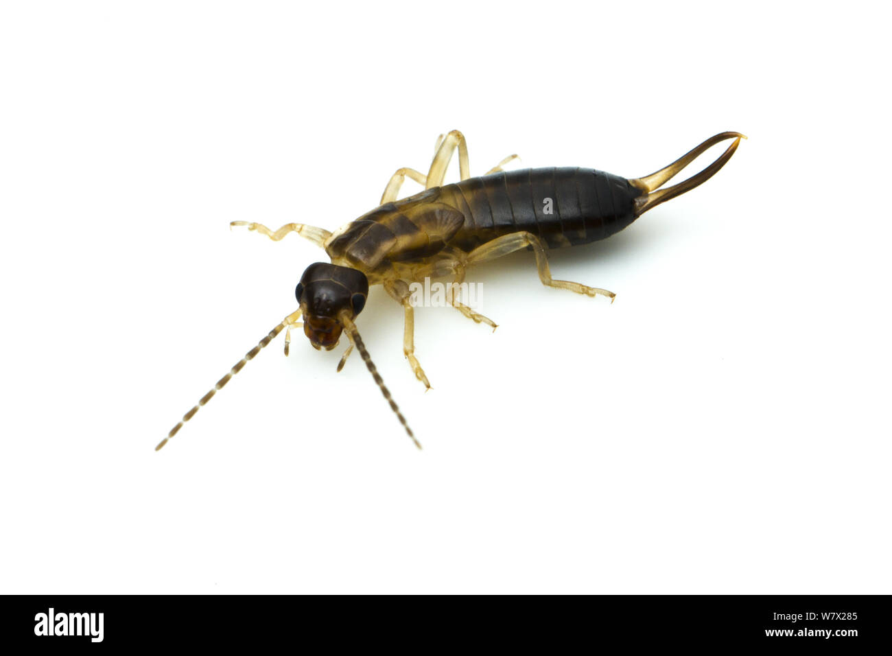 European Earwig (Forficula auricularia) female nymph, North Pole, Fairbanks North Star Borough, Alaska, USA, July. Stock Photo