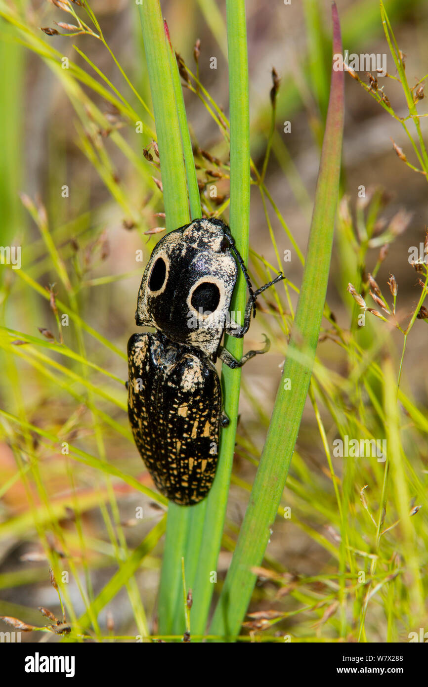 Eyed Click Beetle (Alaus oculatus) Watson Rare Plant Preserve, Tyler County, Texas, USA. Stock Photo