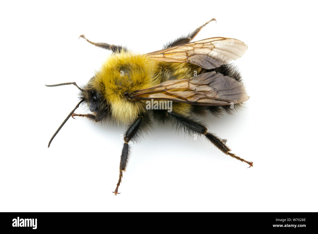 Frigid Bumble Bee (Bombus frigidus) male, North Pole, Fairbanks North Star Borough, Alaska, USA, July. Stock Photo