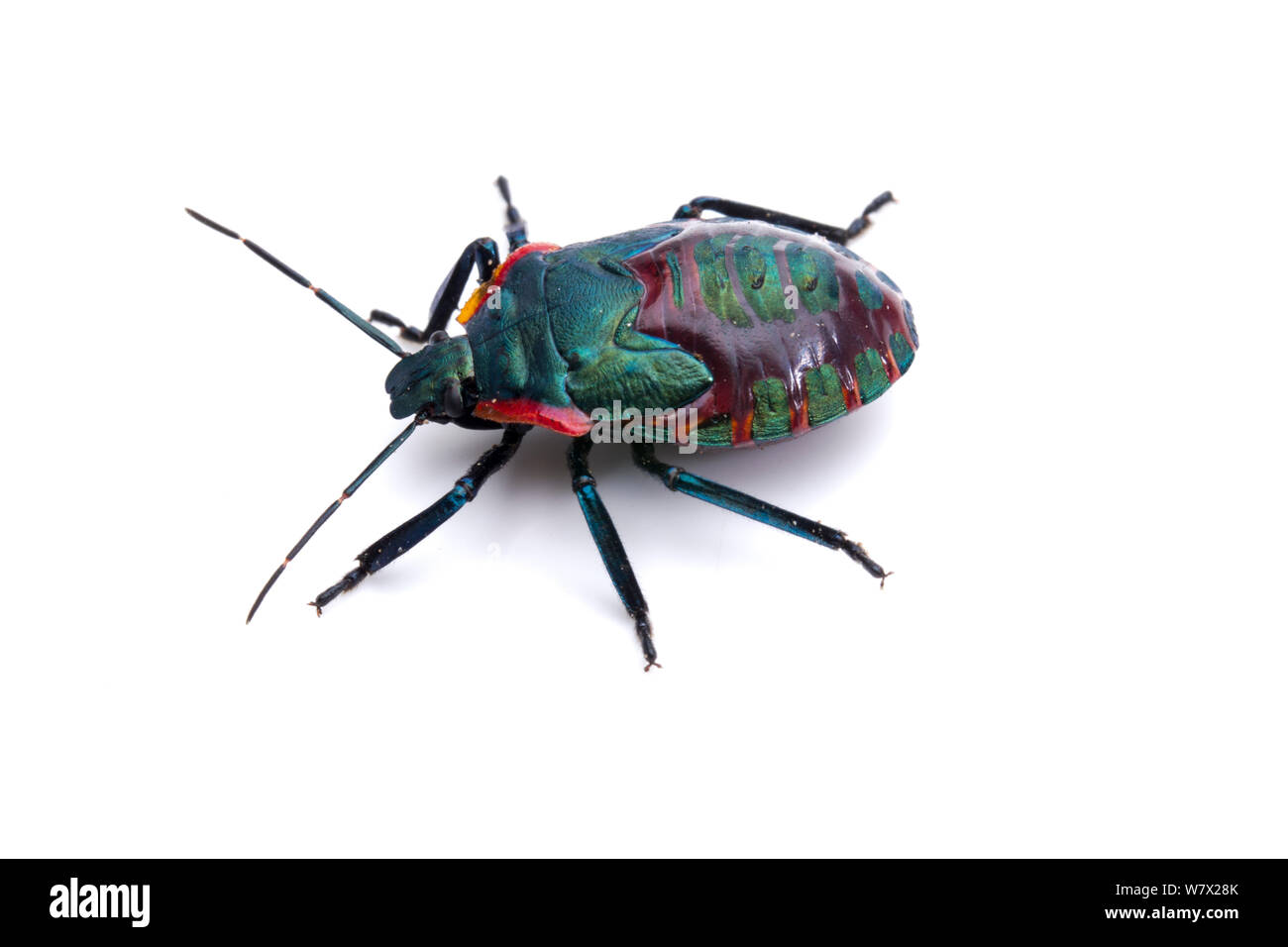 Giant Strongnosed Stink Bug (Alcaeorrhynchus grandis) Hornsby Bend Wastewater Treatment Facility, Austin, Travis County, Texas, USA. Stock Photo