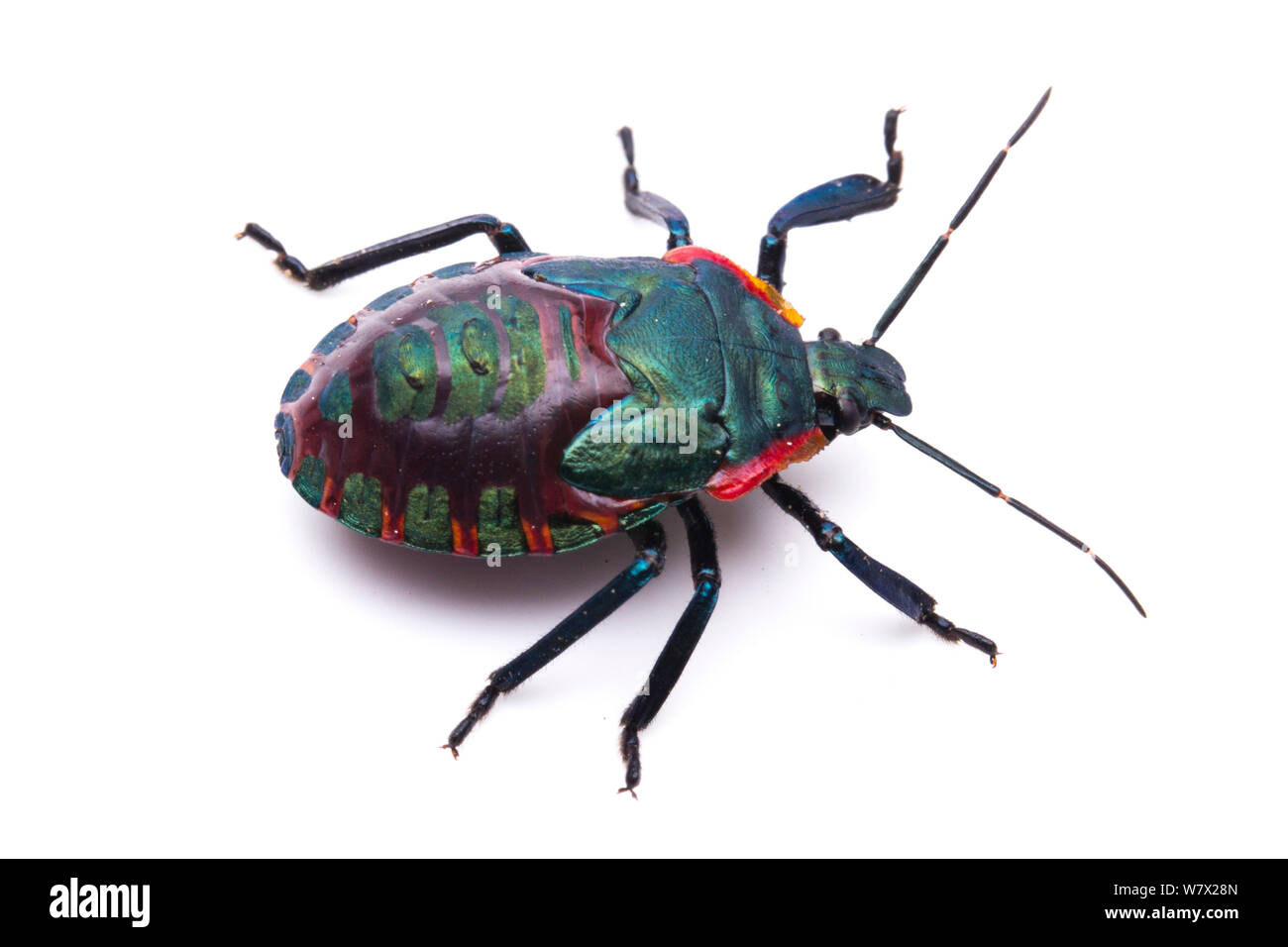 Giant Strongnosed Stink Bug (Alcaeorrhynchus grandis) Hornsby Bend