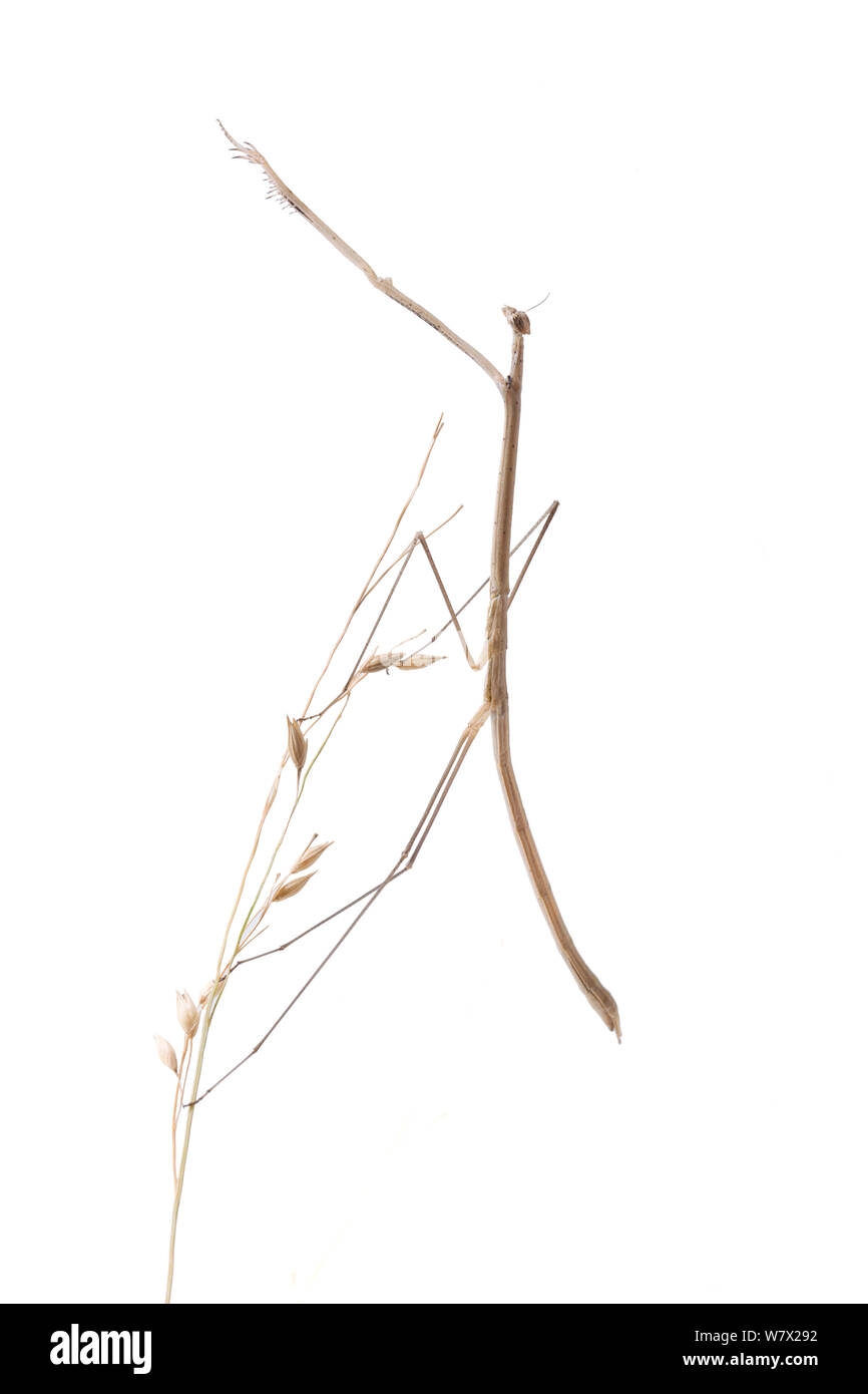 Grasslike Mantid (Thesprotia graminis) female, Montgomery, Montgomery County, Texas, USA. Stock Photo