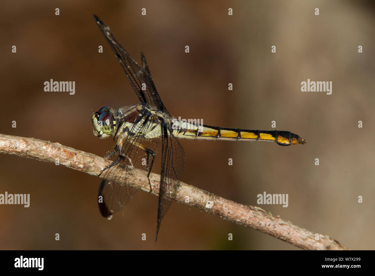 Great Blue Skimmer (Libellula vibrans) female, Punch Bowl Landing