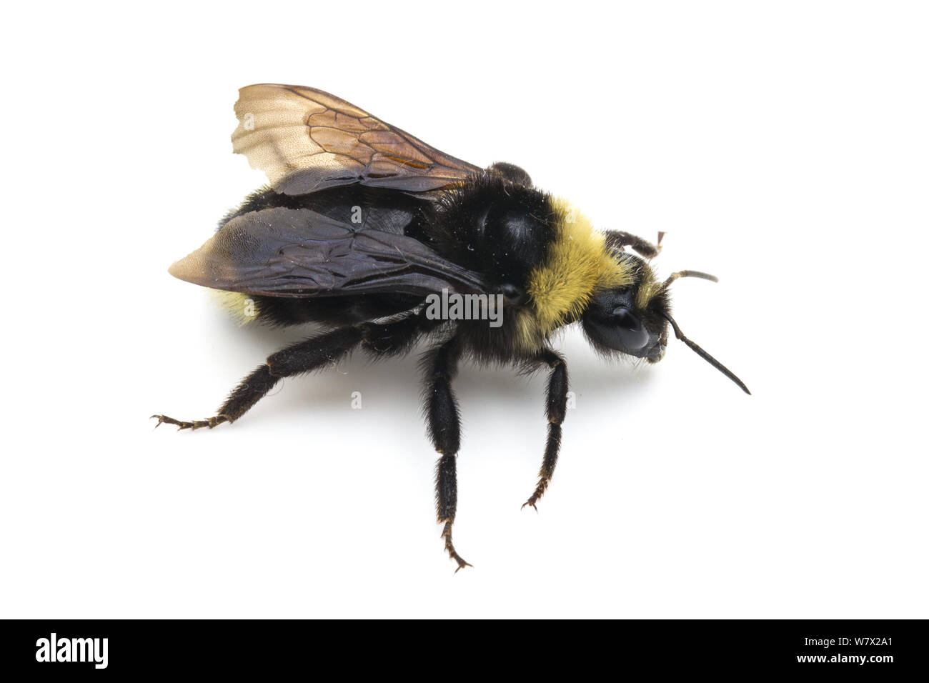 Indiscriminate Cuckoo Bumble Bee (Bombus insularis) Inyo National Forest, Mono County, California, USA, June. Stock Photo