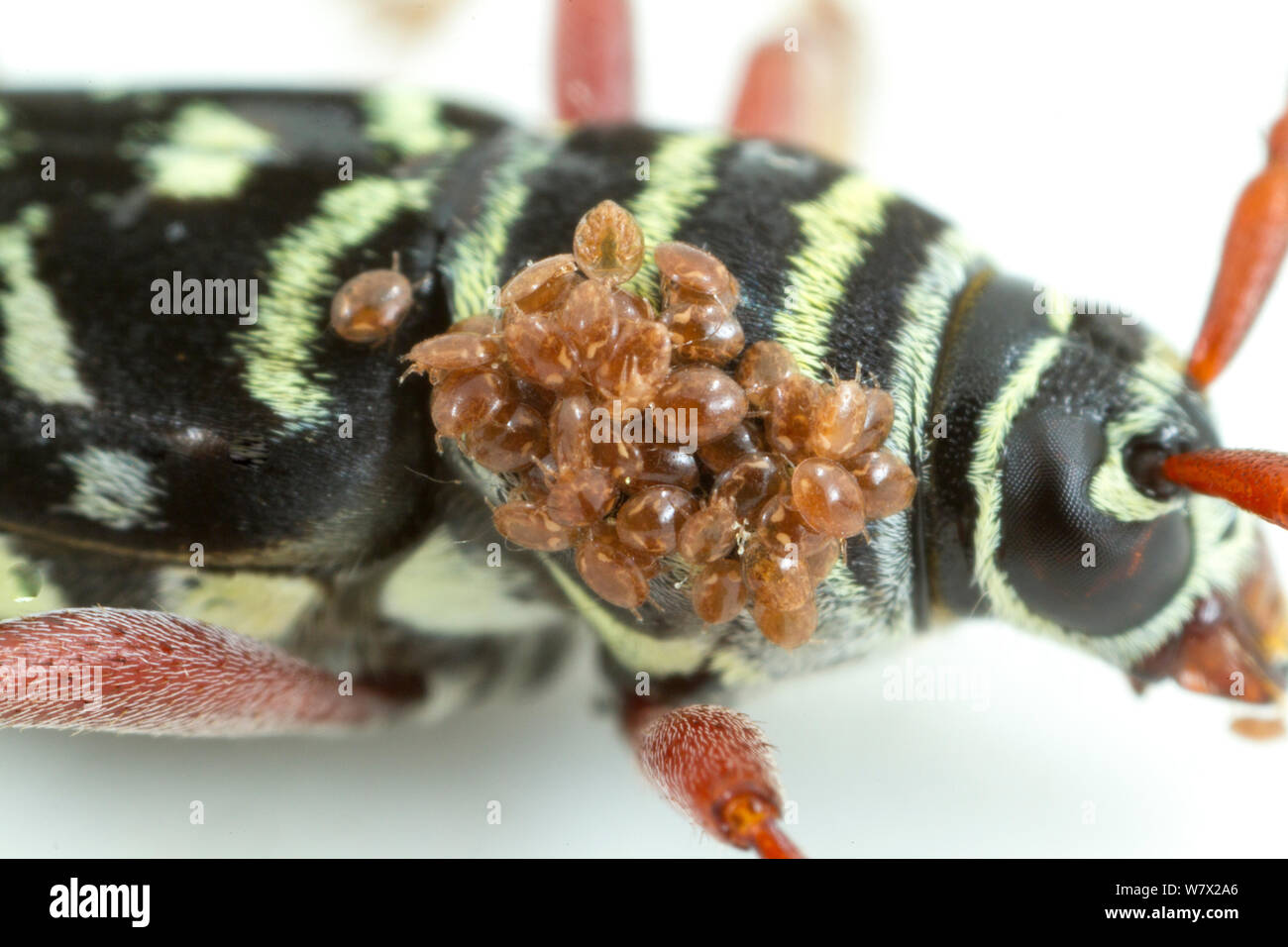 Hickory Borer (Megacyllene caryae) with mites, Anzalduas County Park, McAllen, Hidalgo County, Texas, USA. Stock Photo