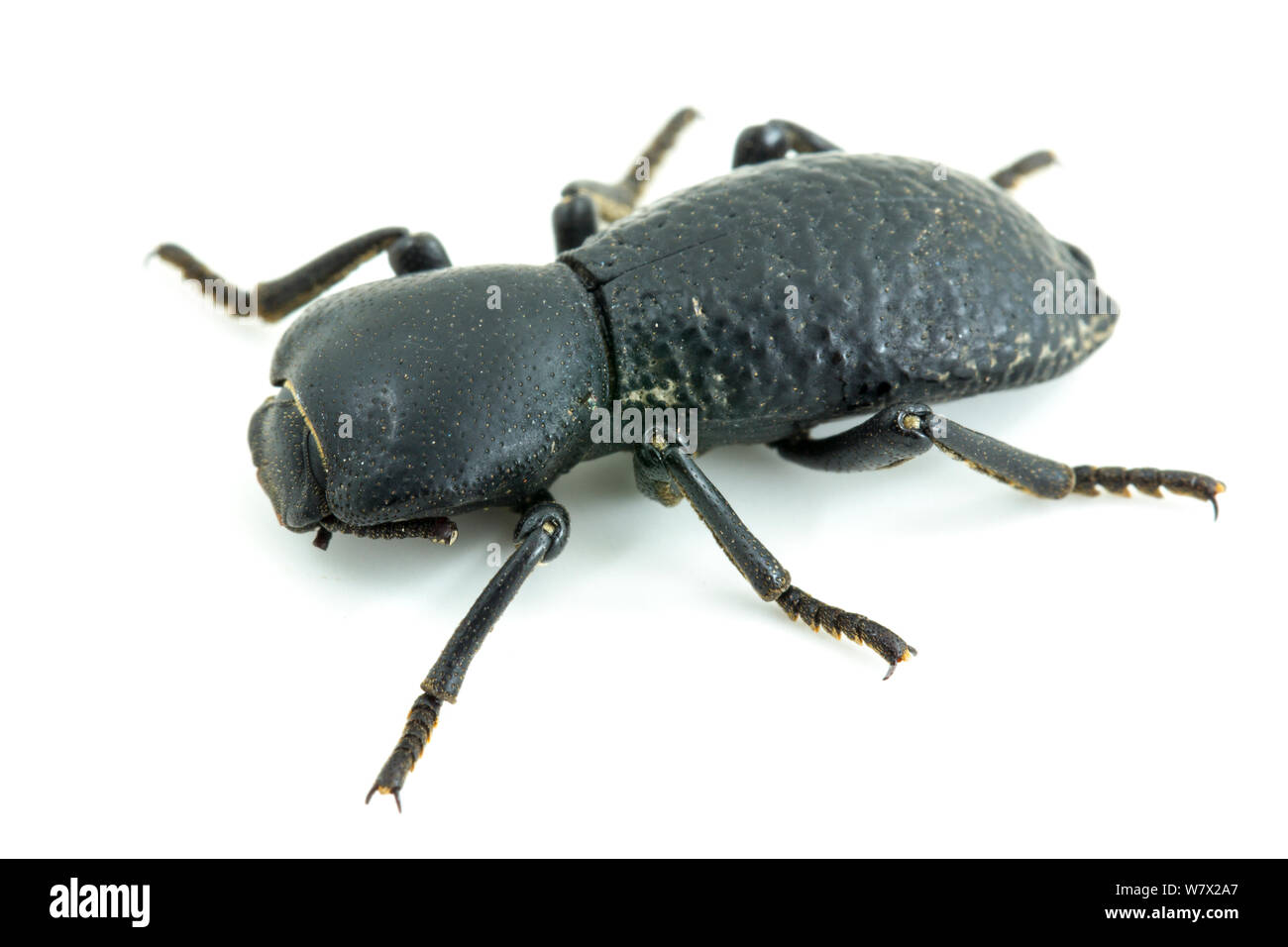 Ironclad beetle hi-res stock photography and images - Alamy