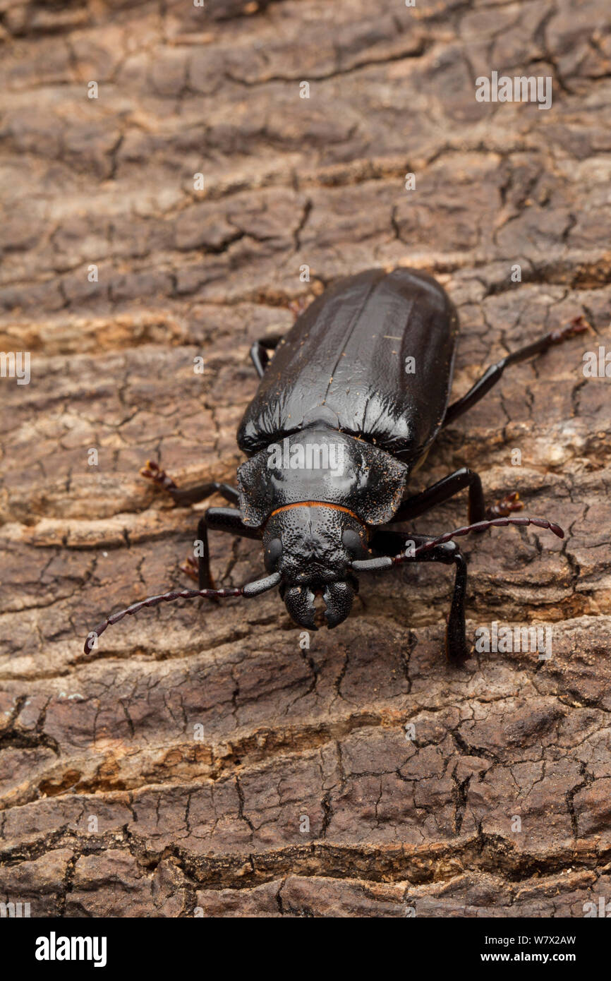 Liveoak root borer beetle (Archodontes melanopus) Archbold Field Station, Lake Placid, Highlands County, Florida, USA, August. Stock Photo