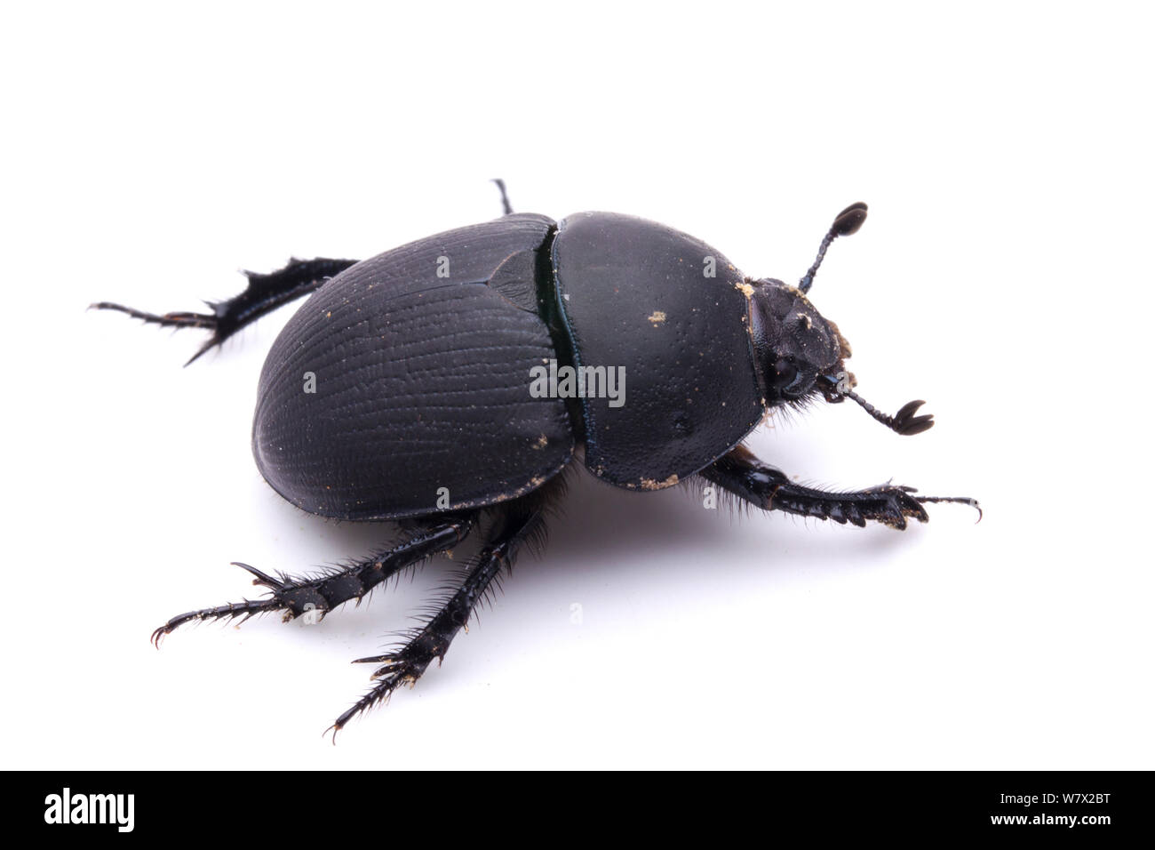 Opaque Earth Boring Beetle (Geotrupes opacus) Bastrop County, Texas, USA. Stock Photo