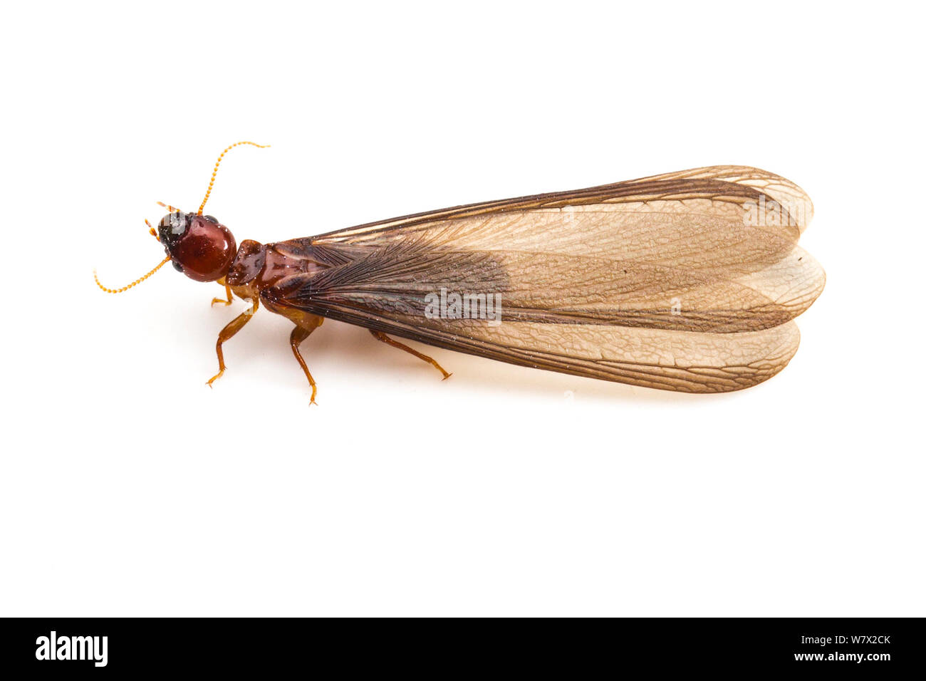 Pacific coast dampwood termite (Zootermopsis angusticollis) alate, on white background, Rivernook Campground, Kernville, Kern County, California, USA, June. Stock Photo