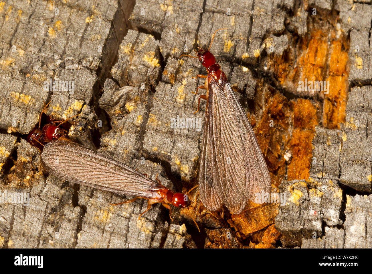 Pacific coast dampwood termite (Zootermopsis angusticollis) alate,, Mono County, California, USA, June. Stock Photo