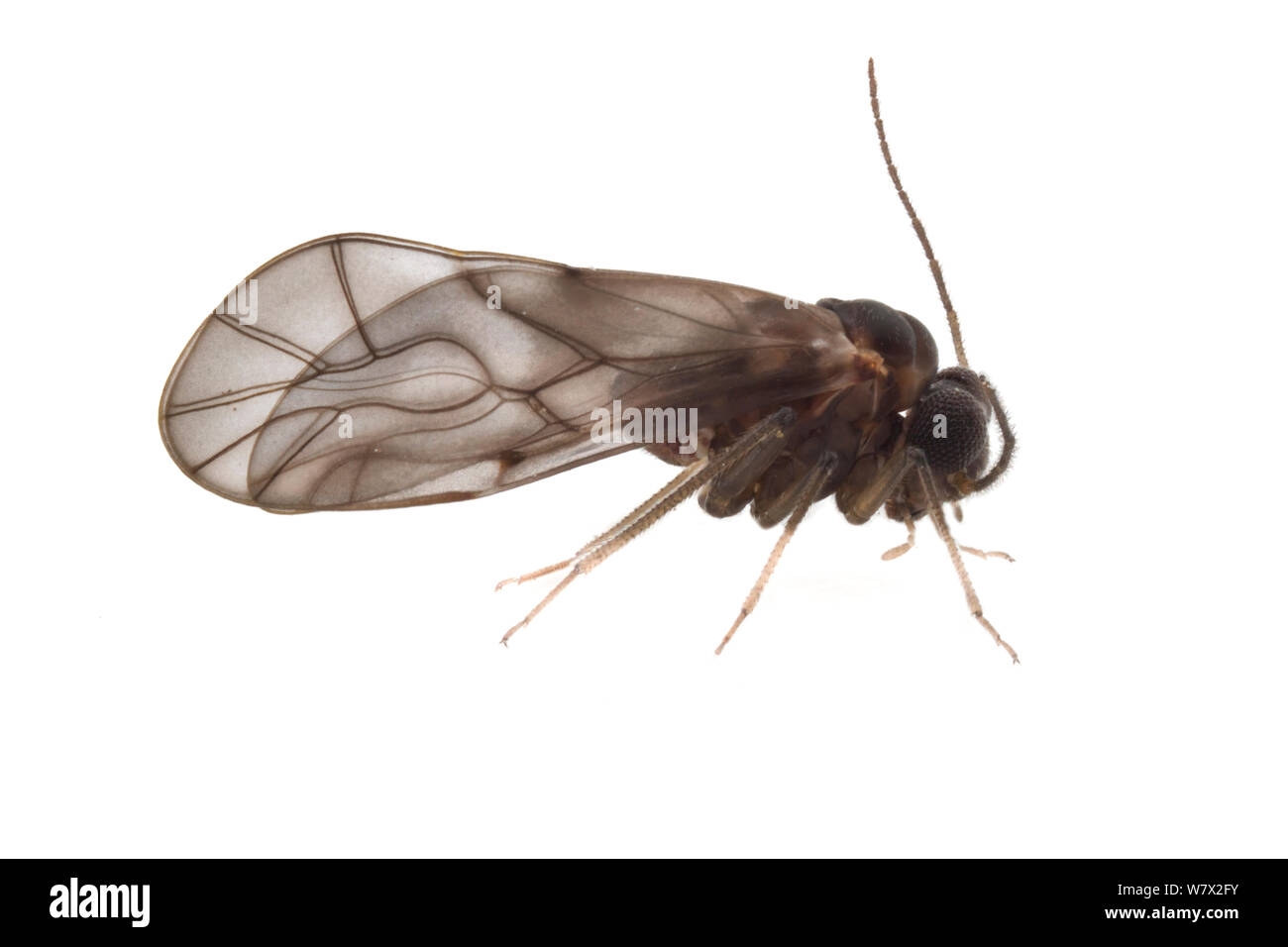 Book louse (Peripsocus madidus) San Marcos, Hays County, Texas, USA. Stock Photo