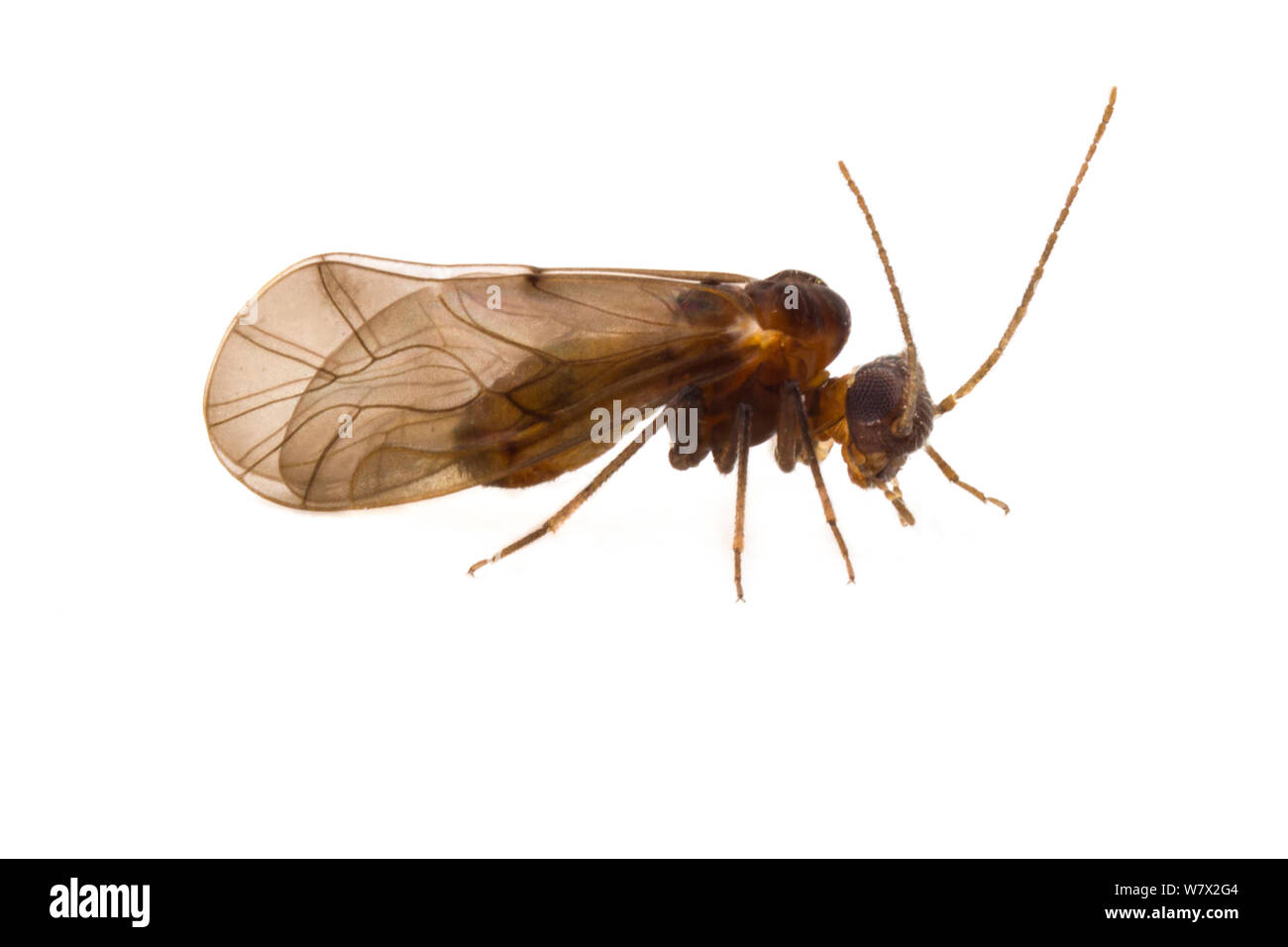 Book louse (Peripsocus sp.) San Marcos, Hays County, Texas, USA. Stock Photo