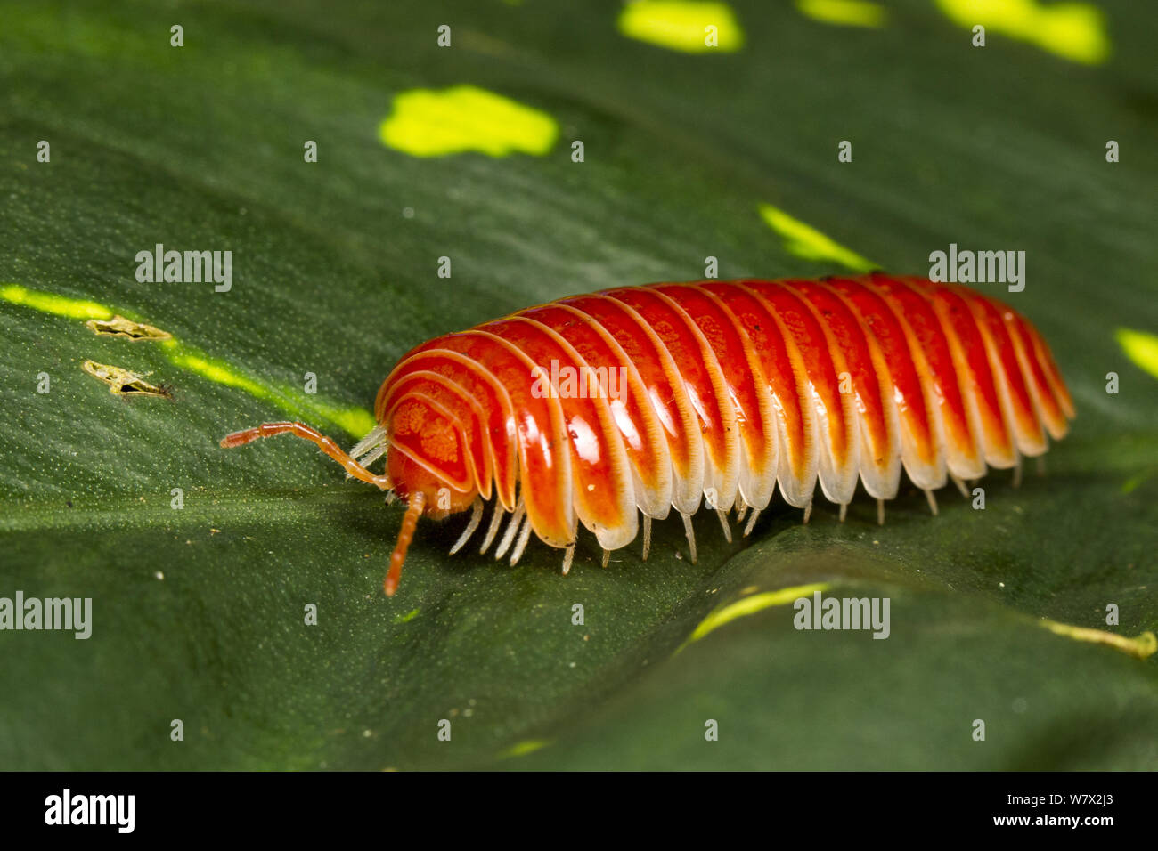 Sphaeriodesmid Pill Millipede (Sphaeriodesmidae)  Cayo District, Belize. Stock Photo