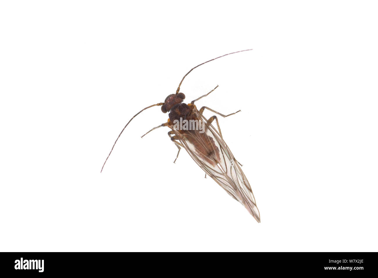 Book louse (Tapinella sp) San Marcos, Hays County, Texas, USA. Stock Photo