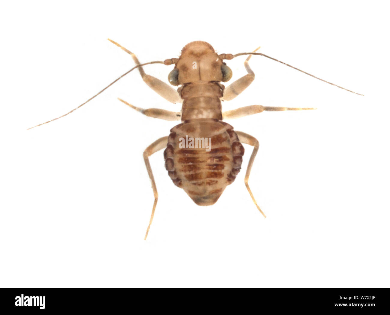 Book louse (Tapinella sp.) San Marcos, Hays County, Texas, USA. Stock Photo