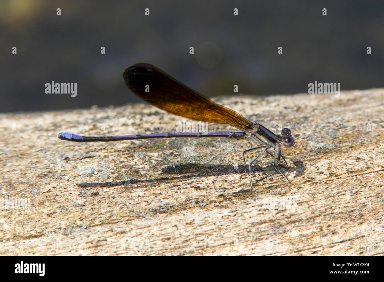 Variable Dancer Animal dancer hi-res stock photography and images - Alamy
