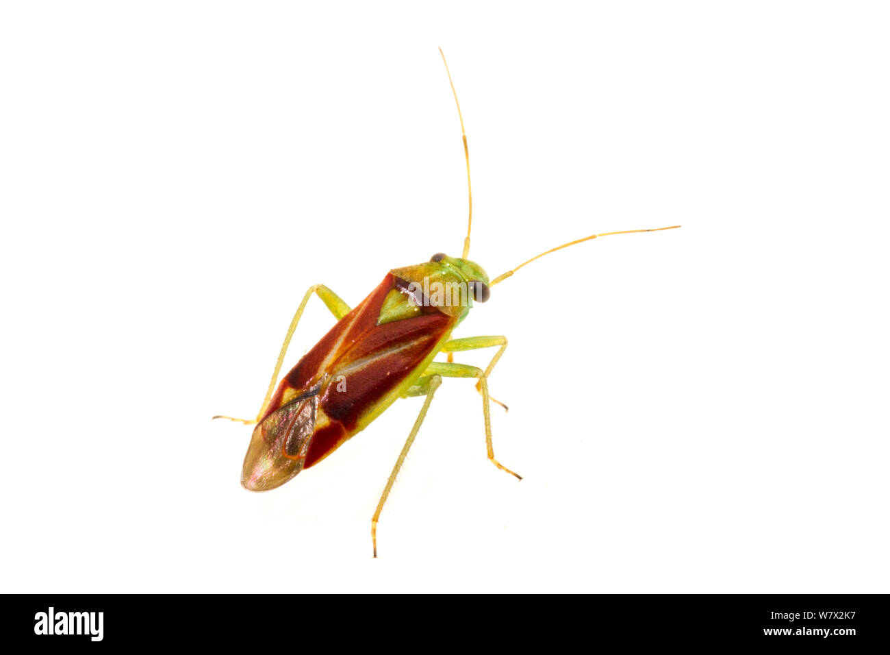 Western Tarnished Plant Bug (Lygus hesperus) on white background, Lake View, Lake County, Oregon, USA, June. Stock Photo