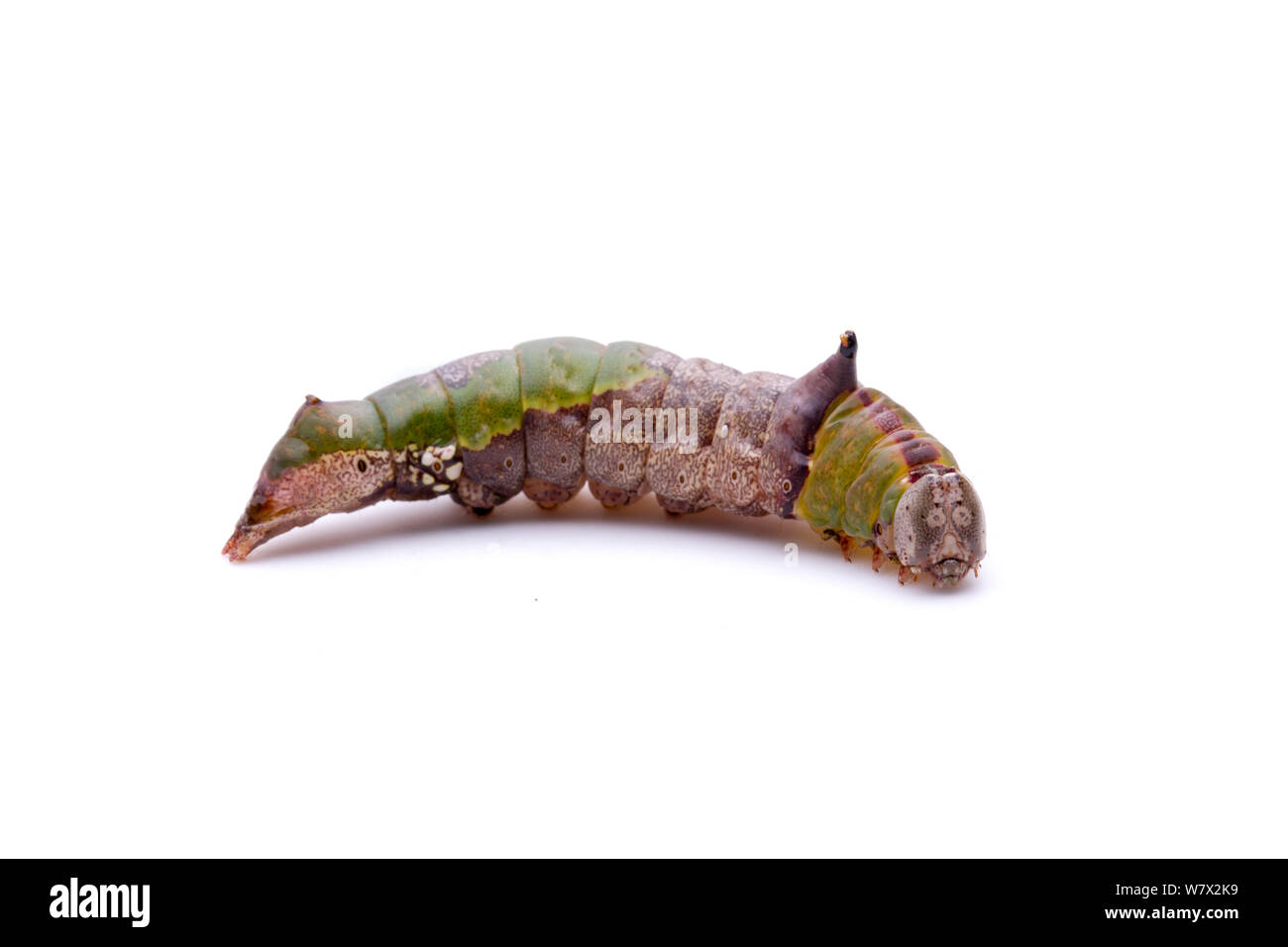 Lacecapped Caterpillar of White Streaked Prominant ( Oligocentria lignicolor ) Elgin,  Bastrop County, Texas, USA. Stock Photo