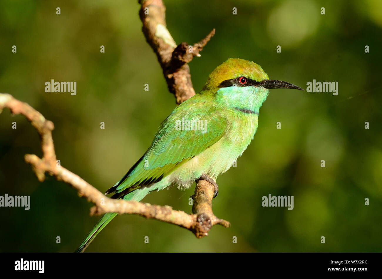 Little green bee eater hi-res stock photography and images - Alamy