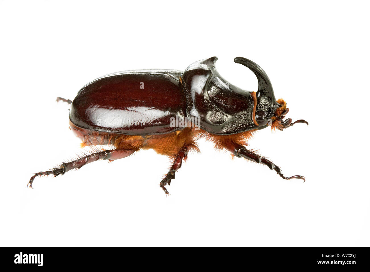 Rhinoceros beetle (Oryctes nasicornis) Lombradia, Italy, June. meetyourneighbours.net project Stock Photo