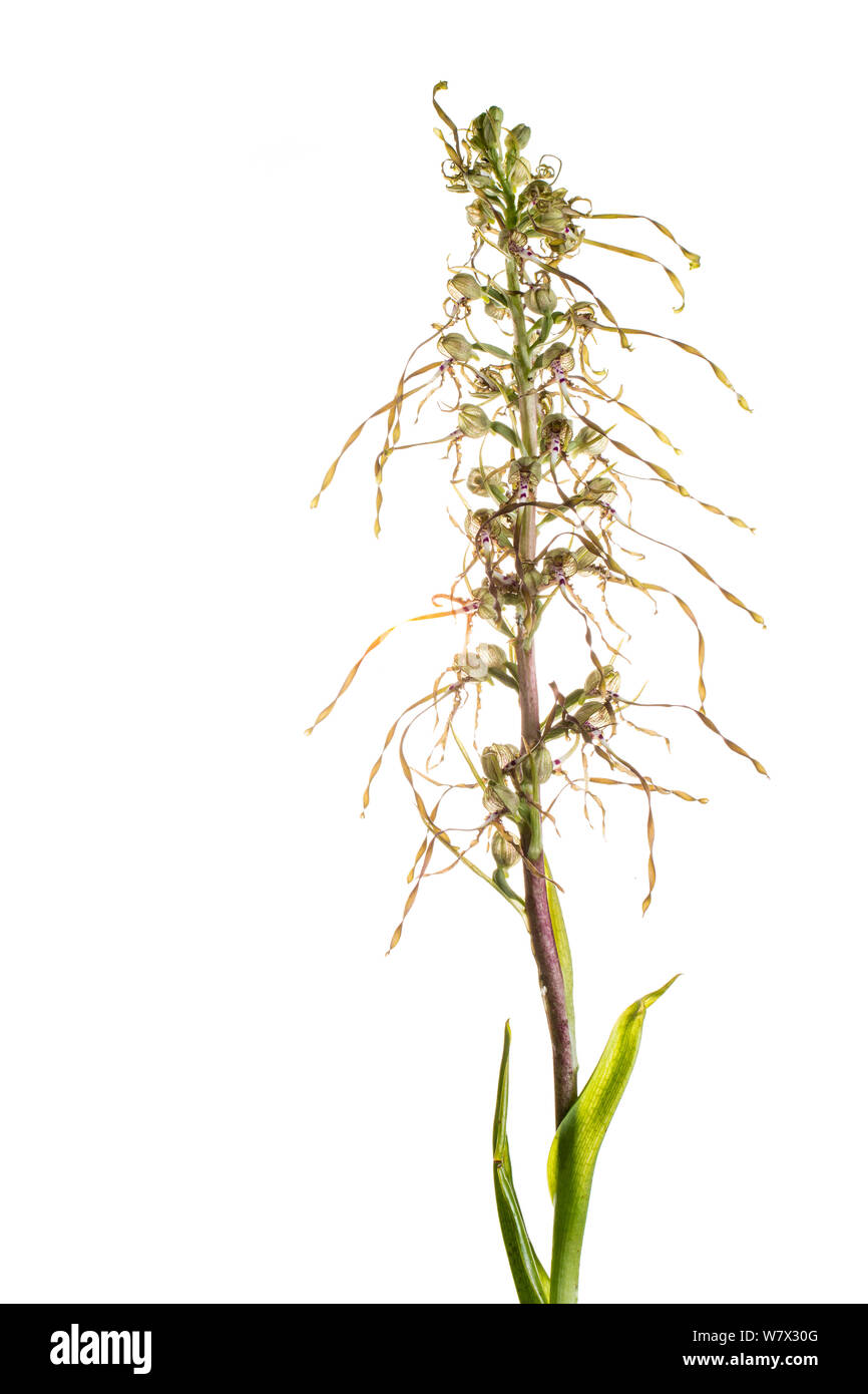 Lizard orchid (Himantoglossum hircinum), Maine-et-Loire, France, June. meetyourneighbours.net project. Stock Photo
