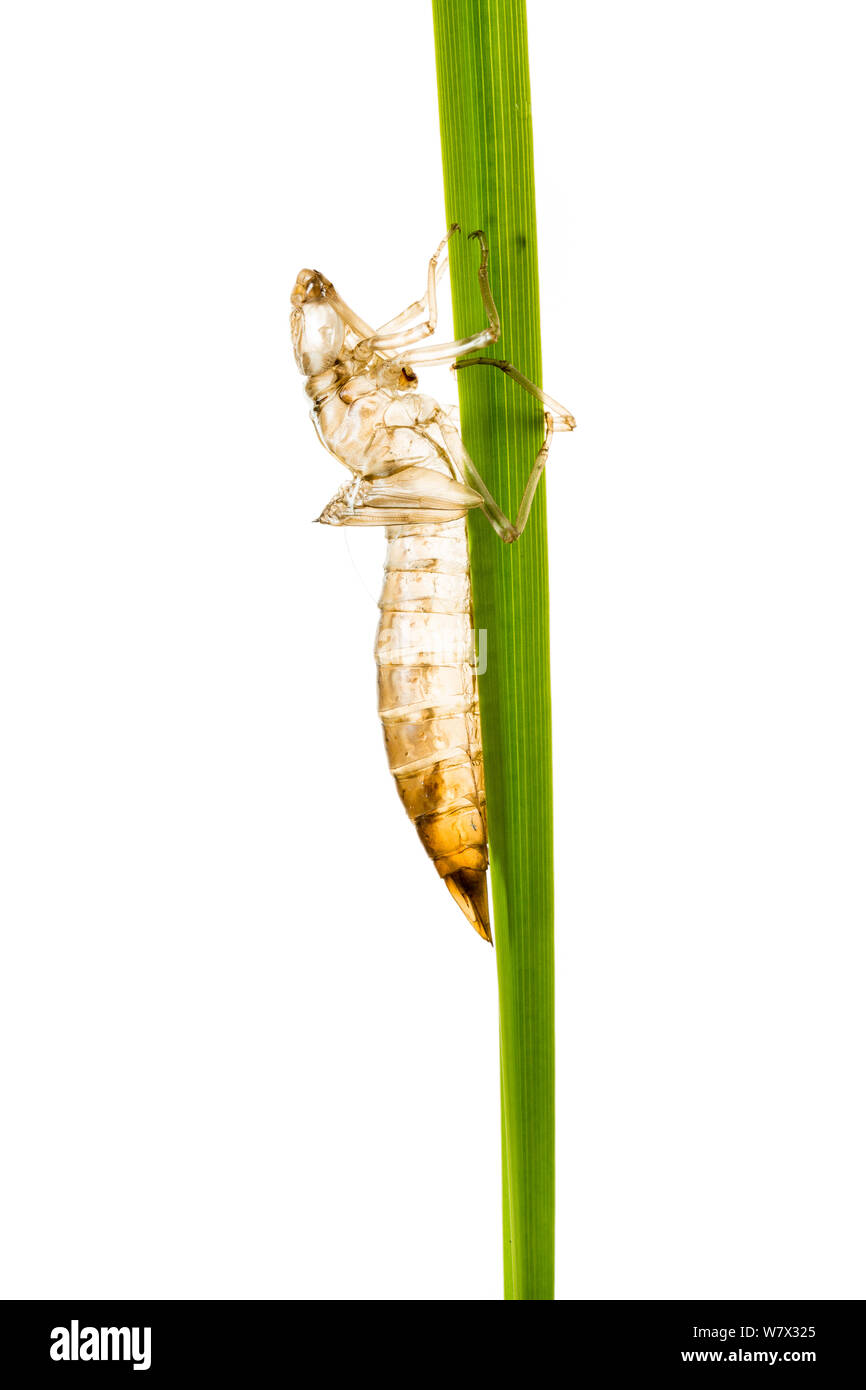 Dragonfly exuvia on grass after emergence, Maine-et-Loire, France, June. meetyourneighbours.net project. Stock Photo