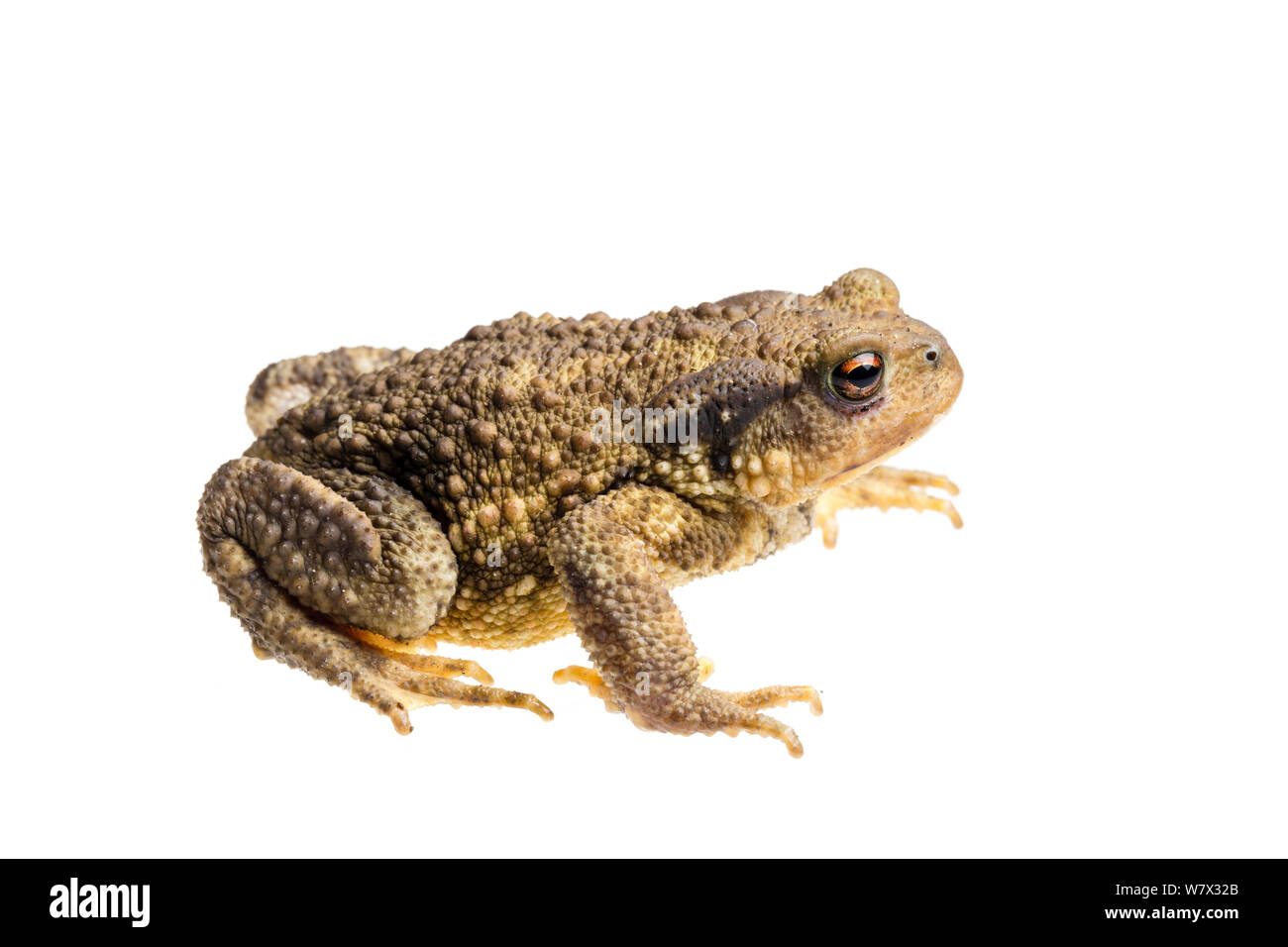 Common European toad (Bufo bufo), Maine-et-Loire, France, August. meetyourneighbours.net project. Stock Photo