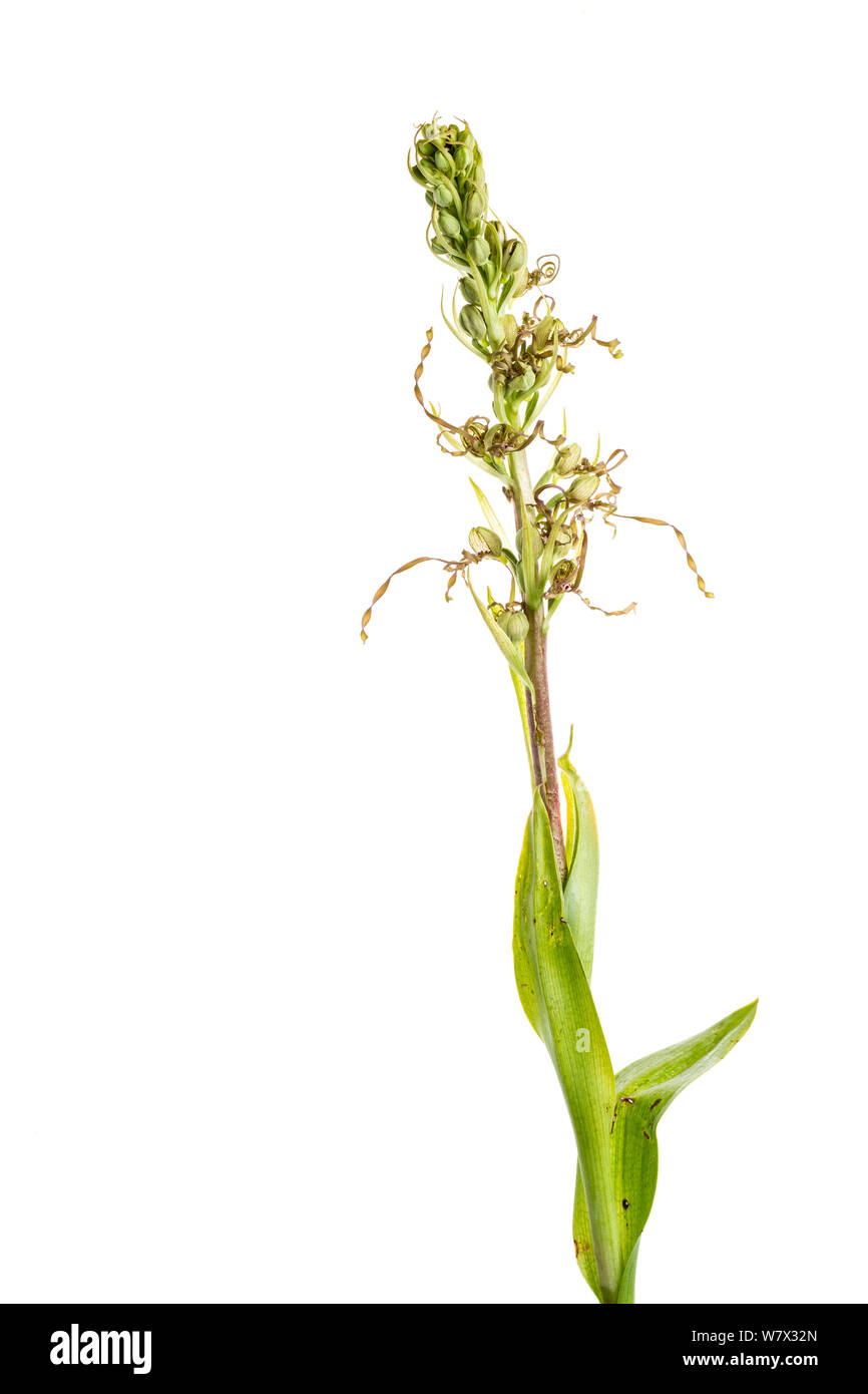 Lizard orchid (Himantoglossum hircinum) in flower, Maine-et-Loire, France, June. meetyourneighbours.net project. Stock Photo